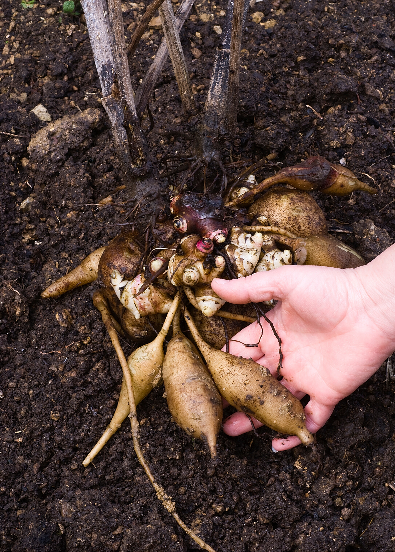 Yellow Earth Apple Root Vegetable Smallanthus sonchifolius Edible Tubers Nutritious Peruvian Ground Apple