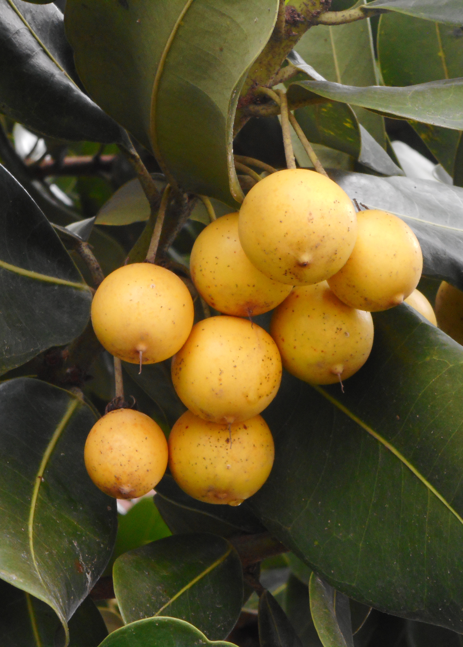 Monkey Apple Ausubo Tree Seedling - Mimusops balata, Tropical Evergreen Fruit Tree