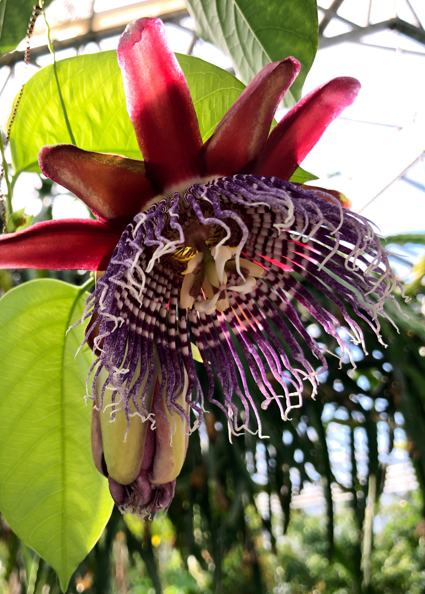 Giant Granadilla Plant Passiflora quadrangularis Tropical Fruit Vine, Edible Passionfruit Seedling
