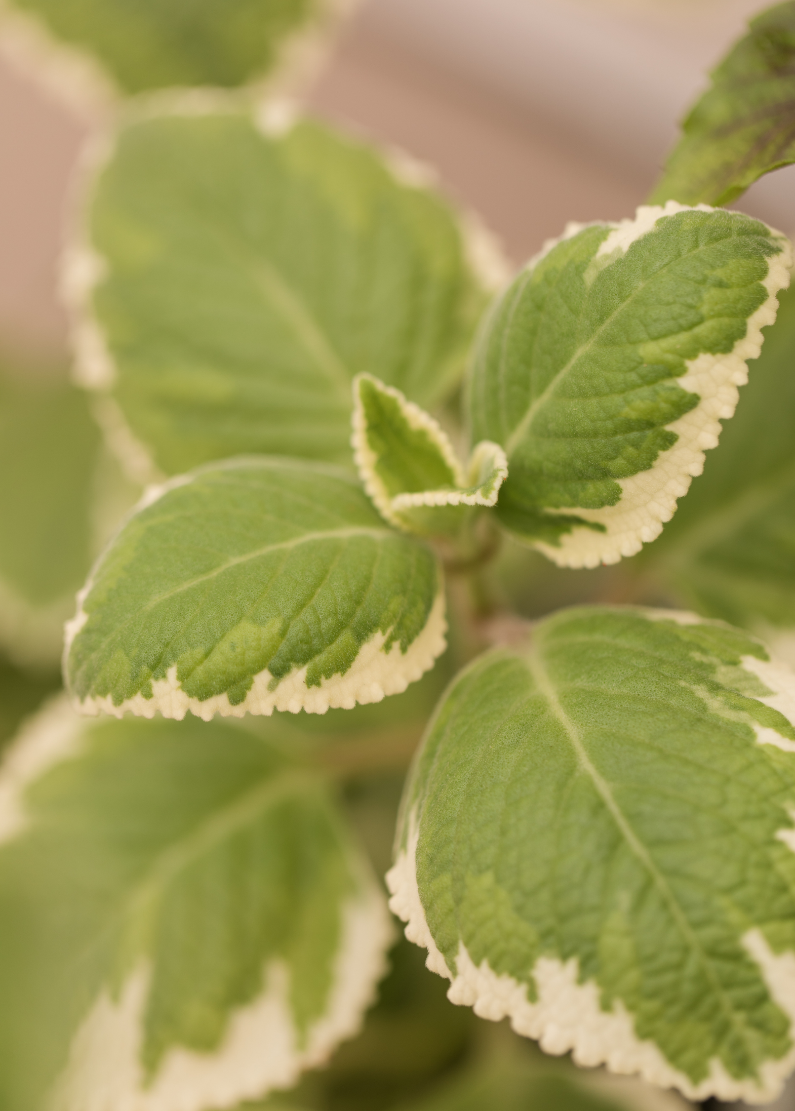 Variegated Cuban Oregano Plant, Plectranthus amboinicus, Aromatic Herb, Indoor/Outdoor, Fragrant, Versatile Herb