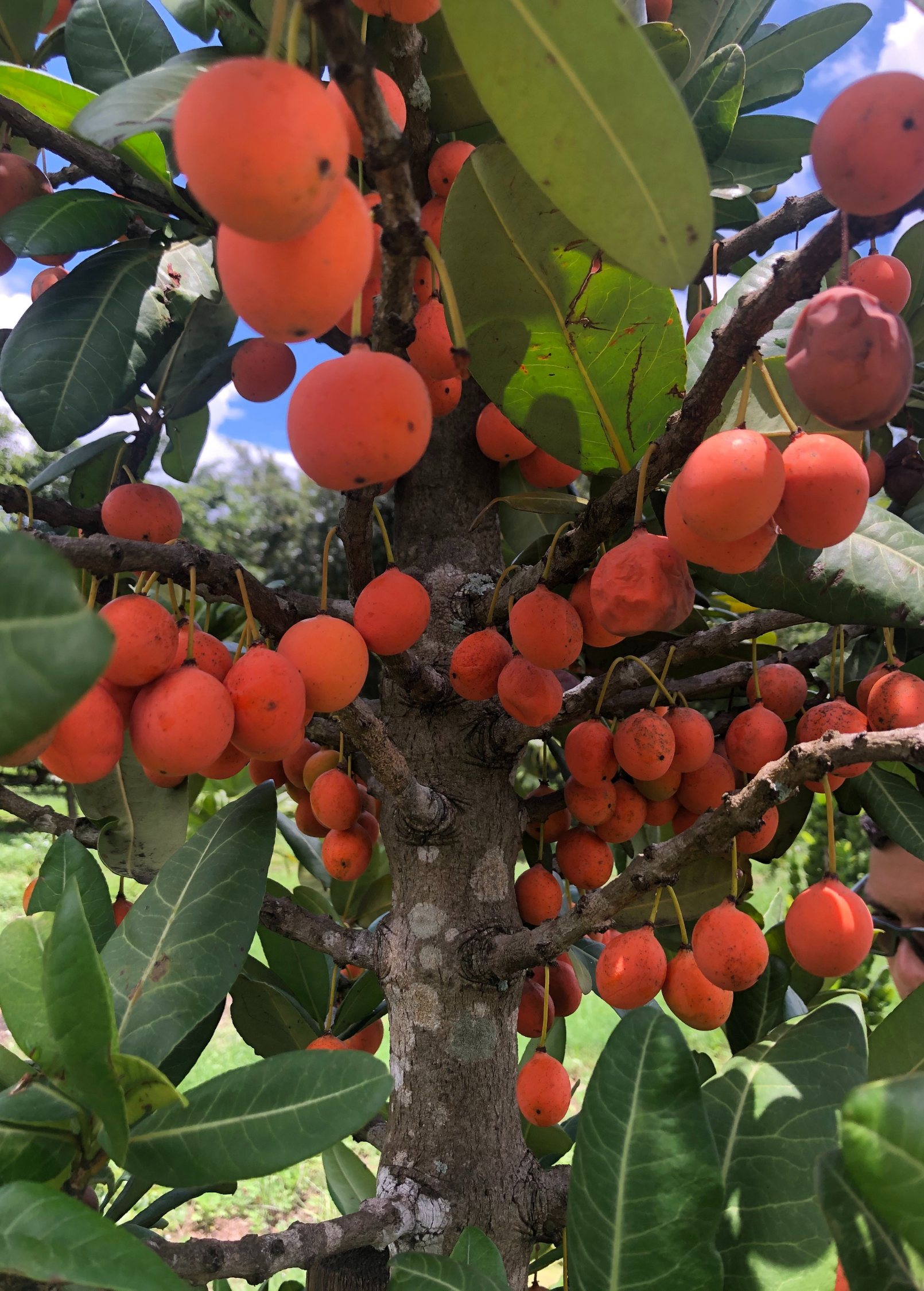 Imbe Fruit Tree, Garcinia livingstonei, Drought-Tolerant Tropical Small Tree, African Mangosteen, Ornamental & Edible Plant