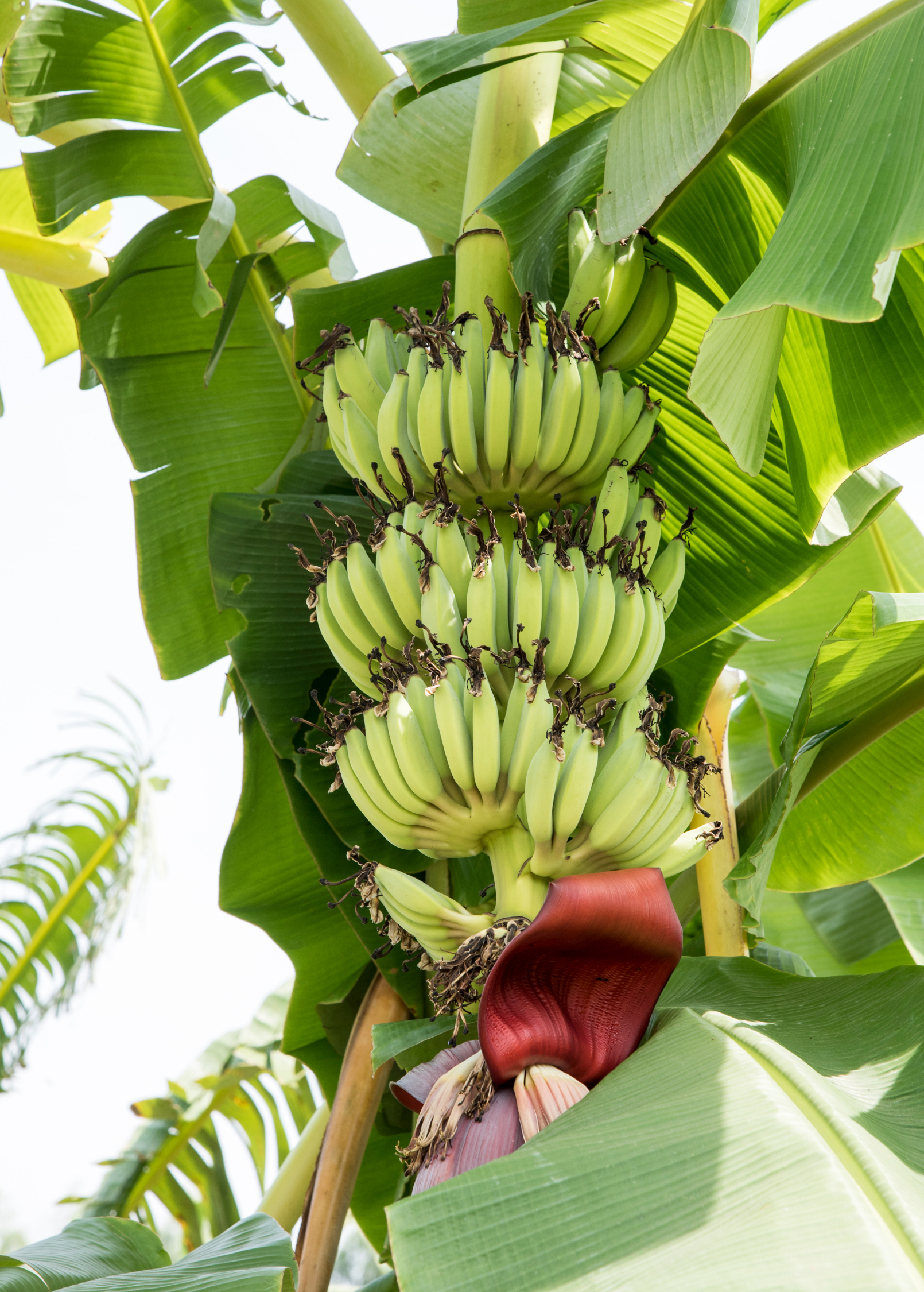 Banana Plant Kokopo Musa acuminata Tropical Fruit Indoor Herb Fast Growing