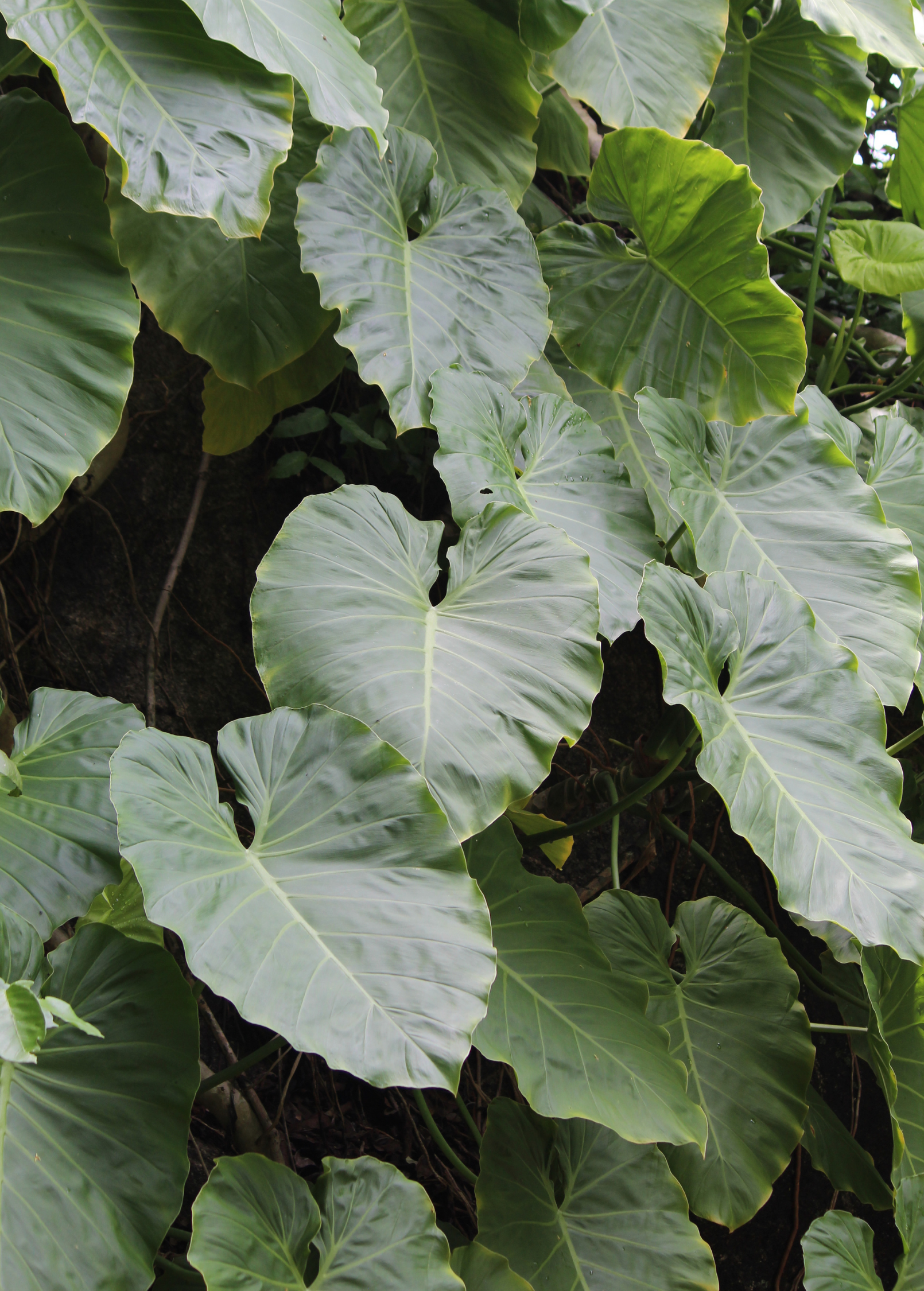 Malanga Root Vegetable Tubers - Xanthosoma sagittifolium, Nutritious Taro-Like Starchy Root, Tropical Edible Plant