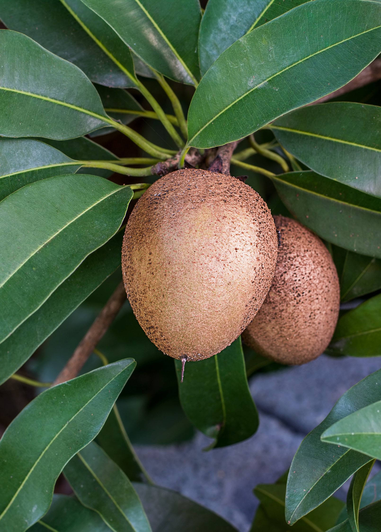 Sapodilla Tree Seedling | Silas Wood Variety | Tropical Fruit Tree | Manilkara zapota | Container Grown