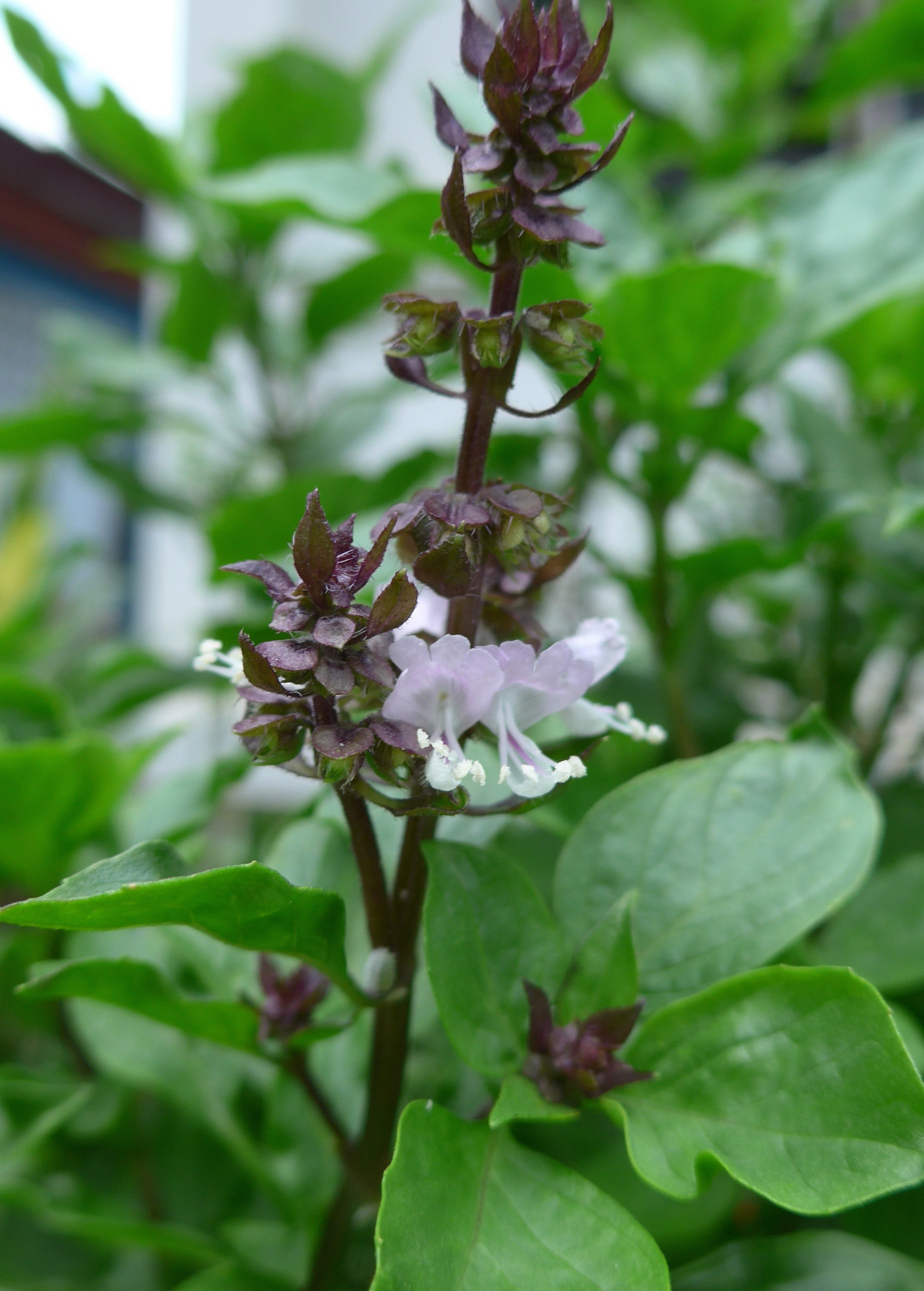 Thai Basil Herb Plant | Compact Green Leaves | Ocimum basilicum var. thyrsiflora | Culinary & Ornamental