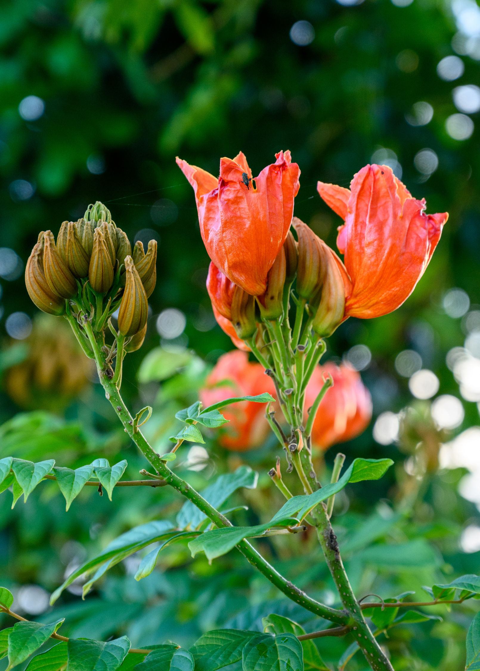African Tulip Tree Seedling - Jamaican Donkey Pee Pee, Spathodea campanulata, Ornamental Flowering Tree