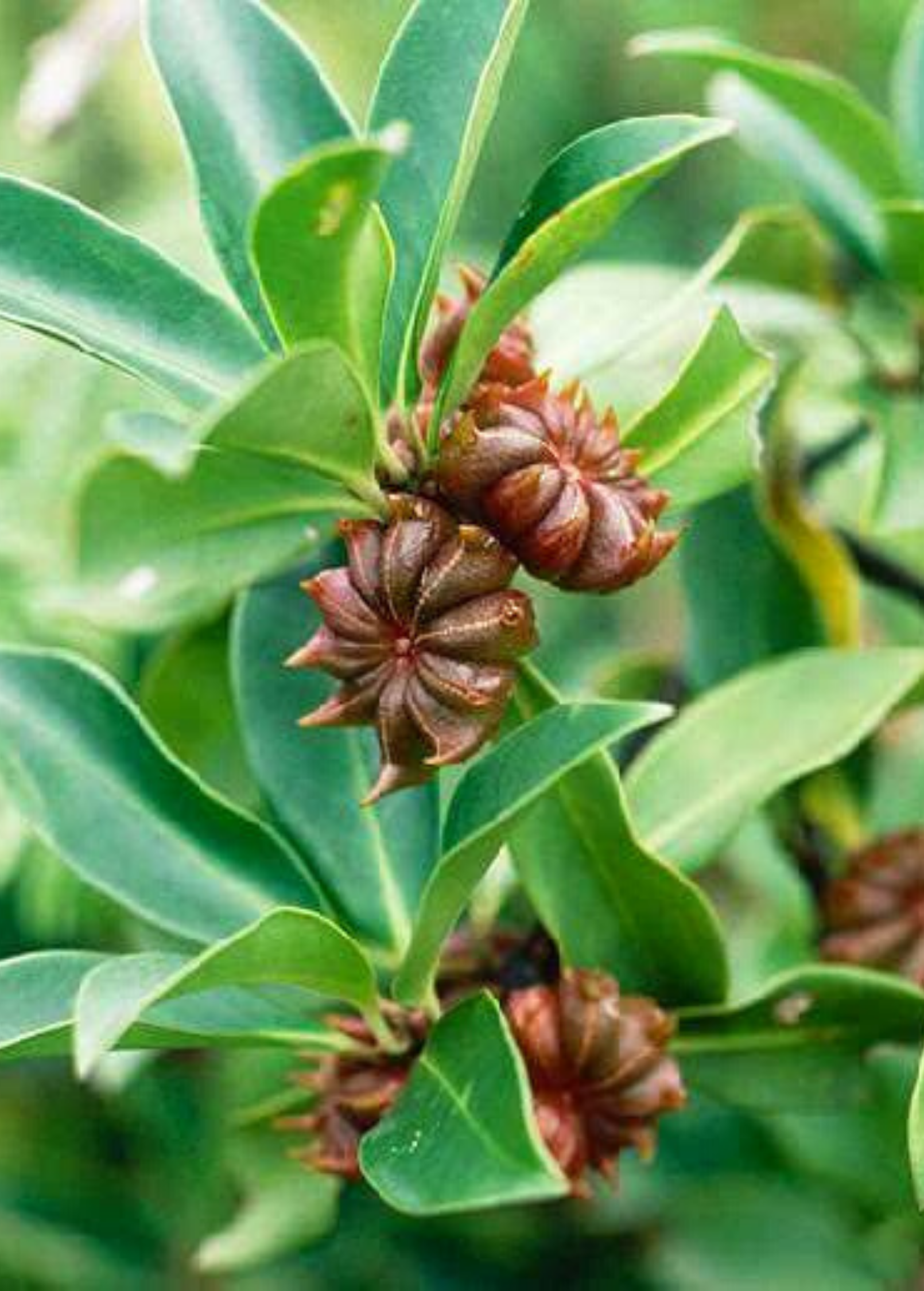 Star Anise Spice Pods, Whole, Illicium verum, Aromatic Culinary Herb for Cooking and Baking