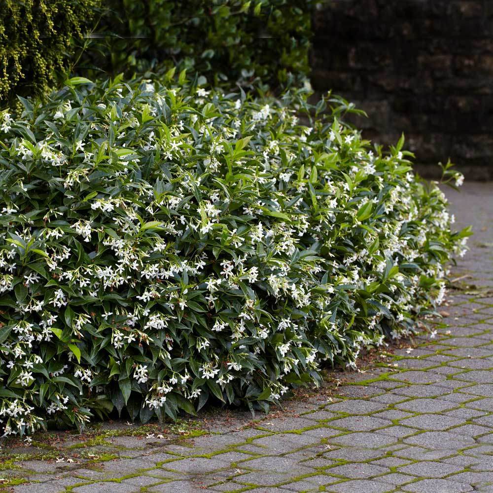 Star Jasmine Plant (Trachelospermum jasminoides) - Fragrant Evergreen Climbing Vine with White Flowers
