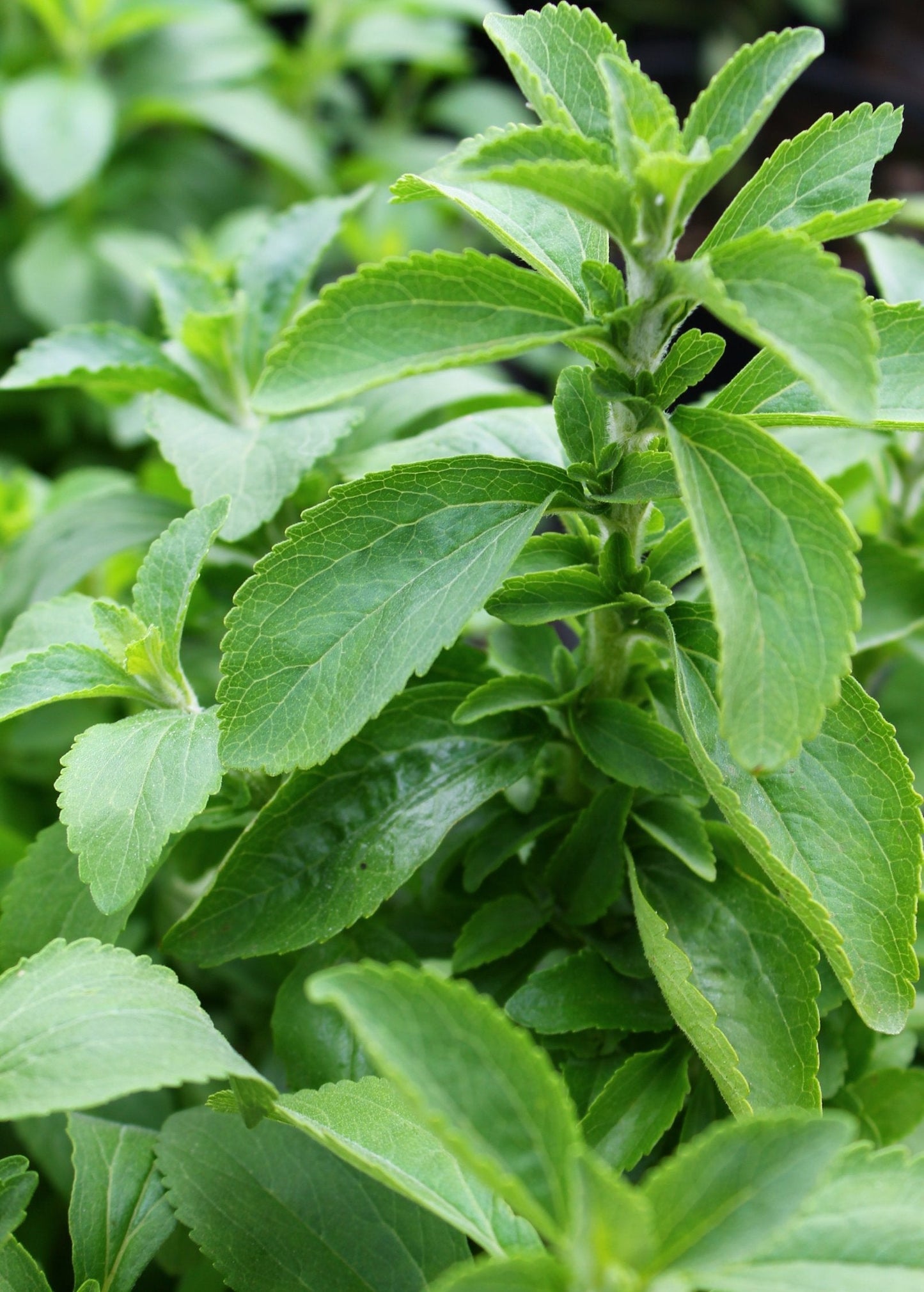 Stevia Plant 4-Inch Pot, Natural Sweetener Herb, Stevia rebaudiana, Zero-Calorie Sugar Alternative