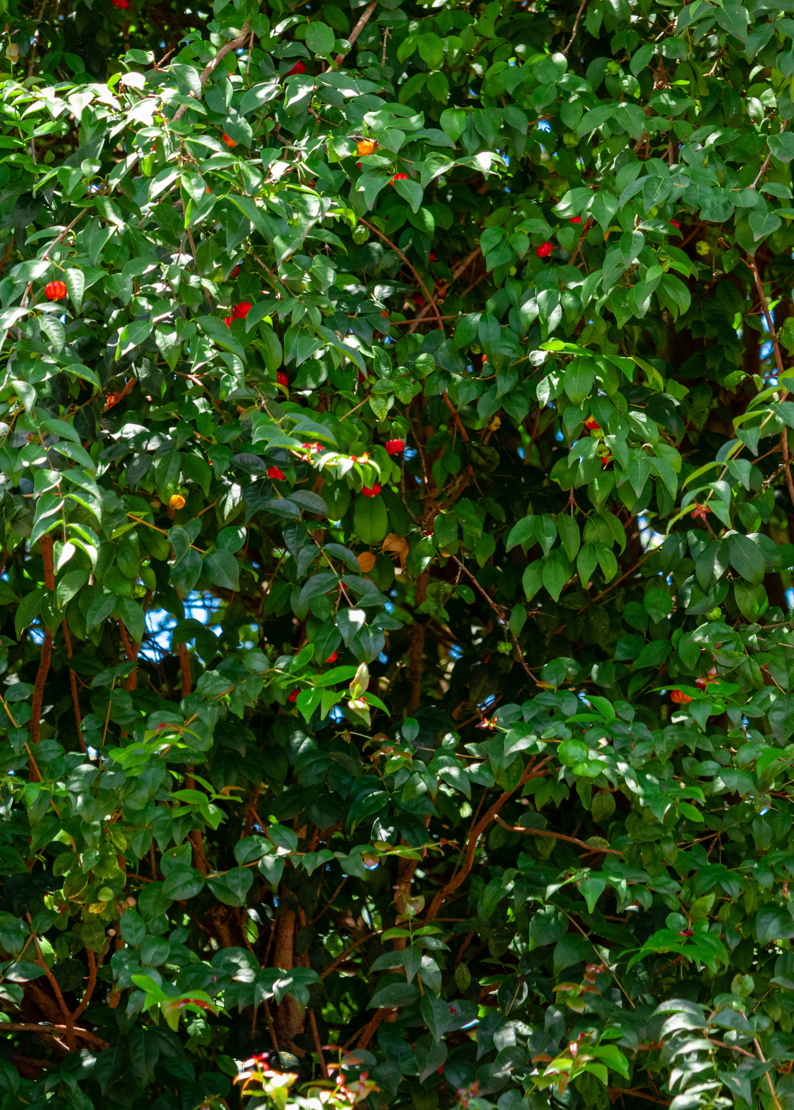 Surinam Cherry Plant - Eugenia uniflora - Tropical Fruit Tree with Bright Red Edible Cherries