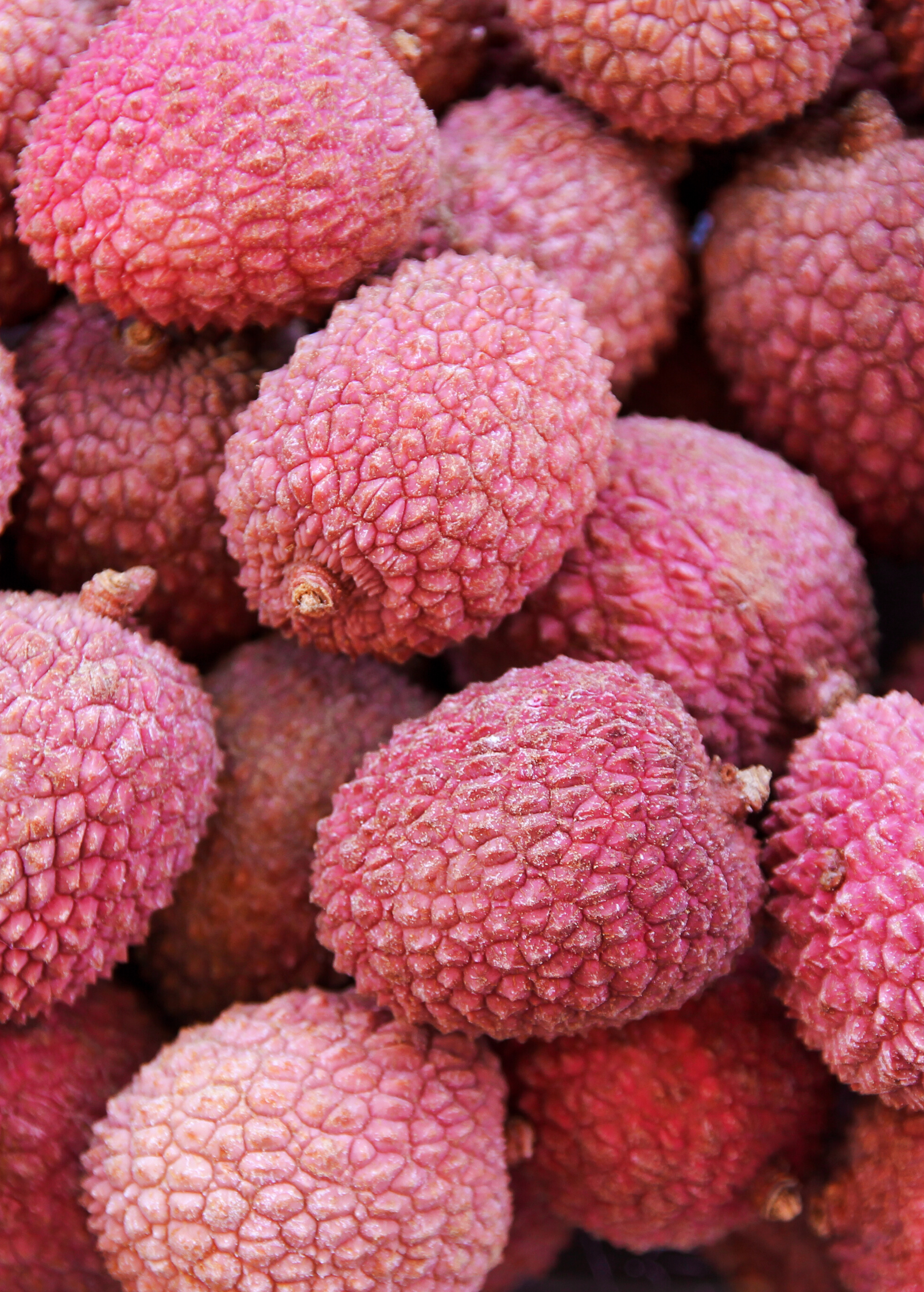Lychee 'Sweetheart' Fruit Tree, Tropical, Nearly Seedless, Litchi chinensis