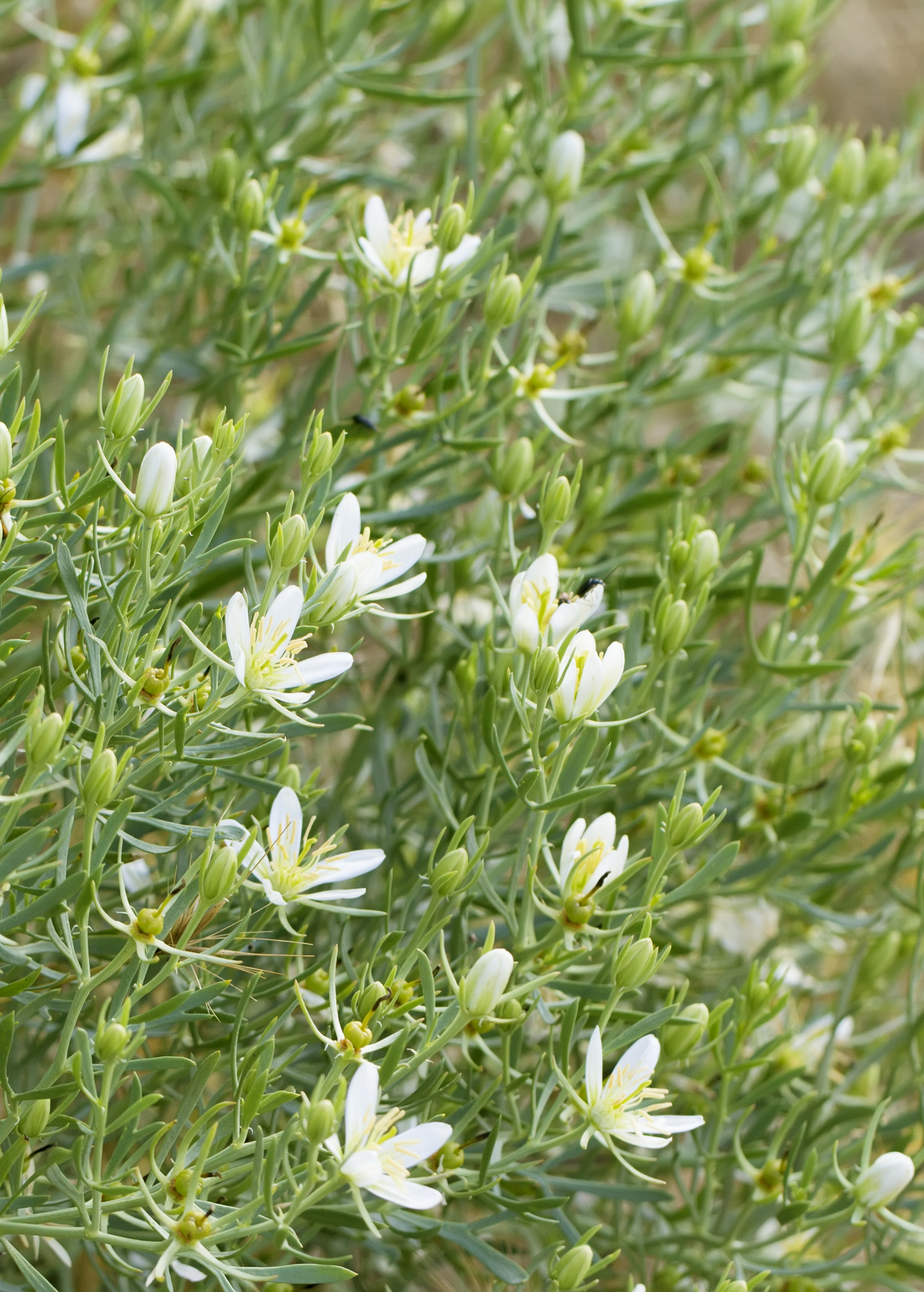 Syrian Rue Herb Peganum harmala Perennial Plant Esfand African Rue Medicinal Herb
