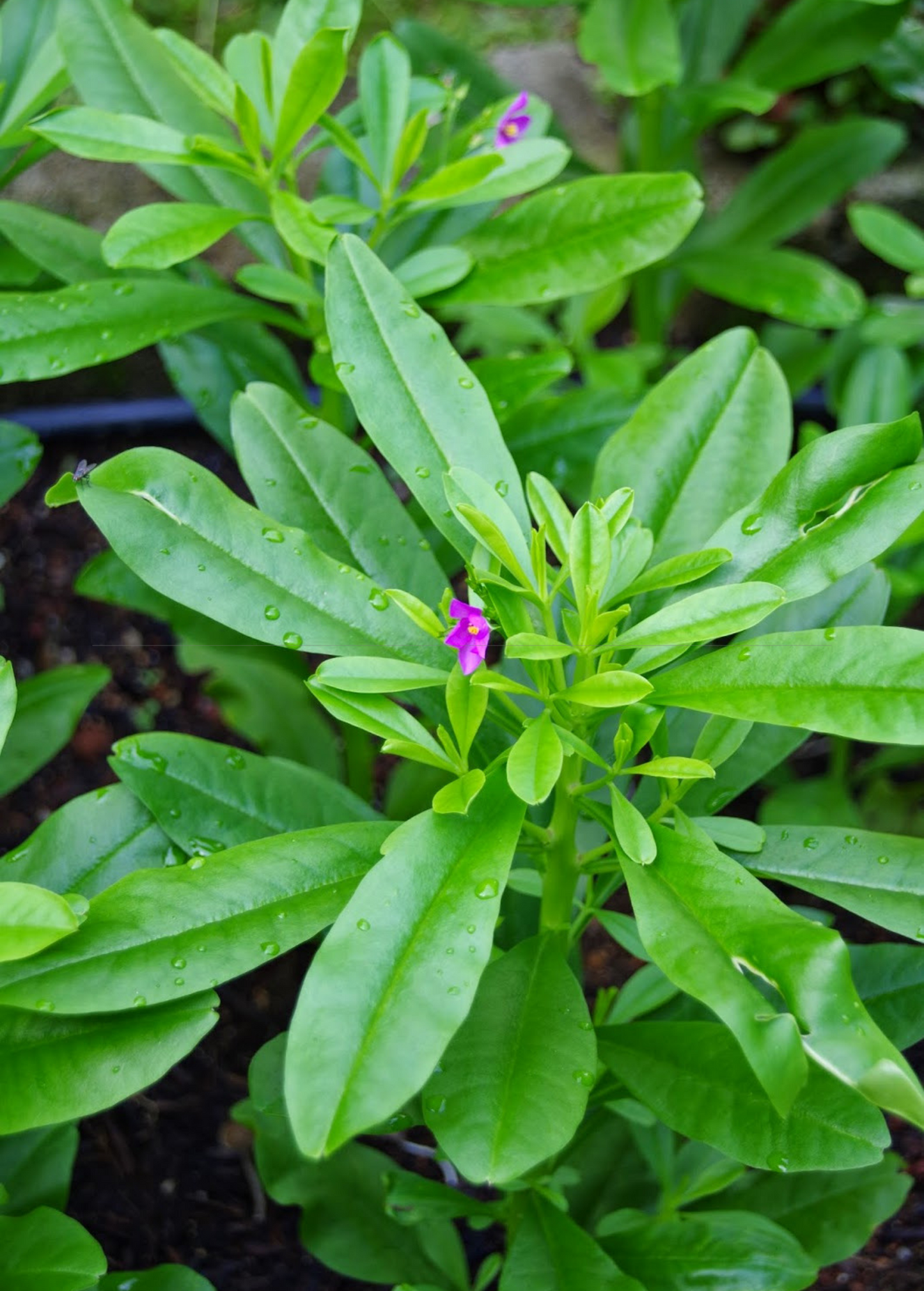Java Ginseng Plant Cuttings - Talinum paniculatum, Edible Foliage, Ornamental Pink Flowers