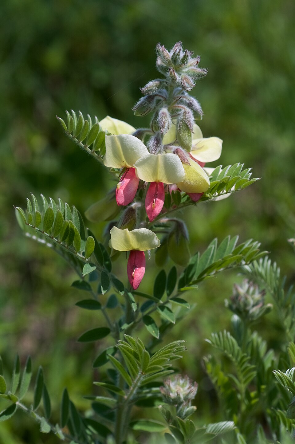 Tephrosia virginiana Seeds – Goat’s Rue Native Perennial Wildflower, 10 Non-GMO Seeds for Pollinator Gardens
