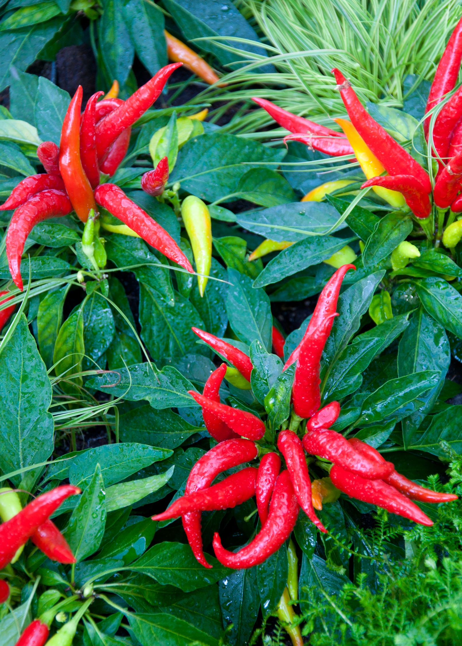 Thai Chili Pepper Plant, Compact, Spicy Red Peppers, Capsicum annuum, Hot Culinary Herb