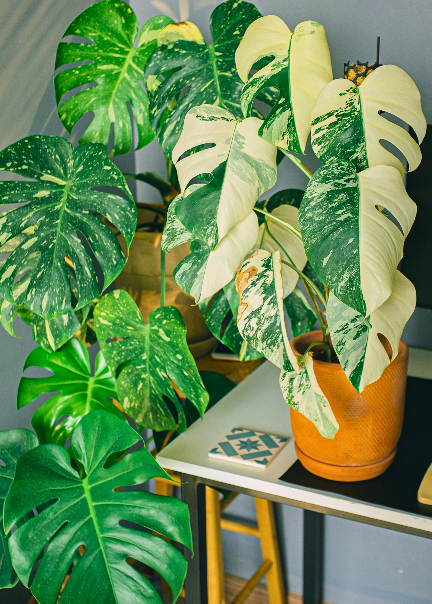 Monstera 'Thai Constellation' Variegated Houseplant, Tropical Foliage, Monstera deliciosa