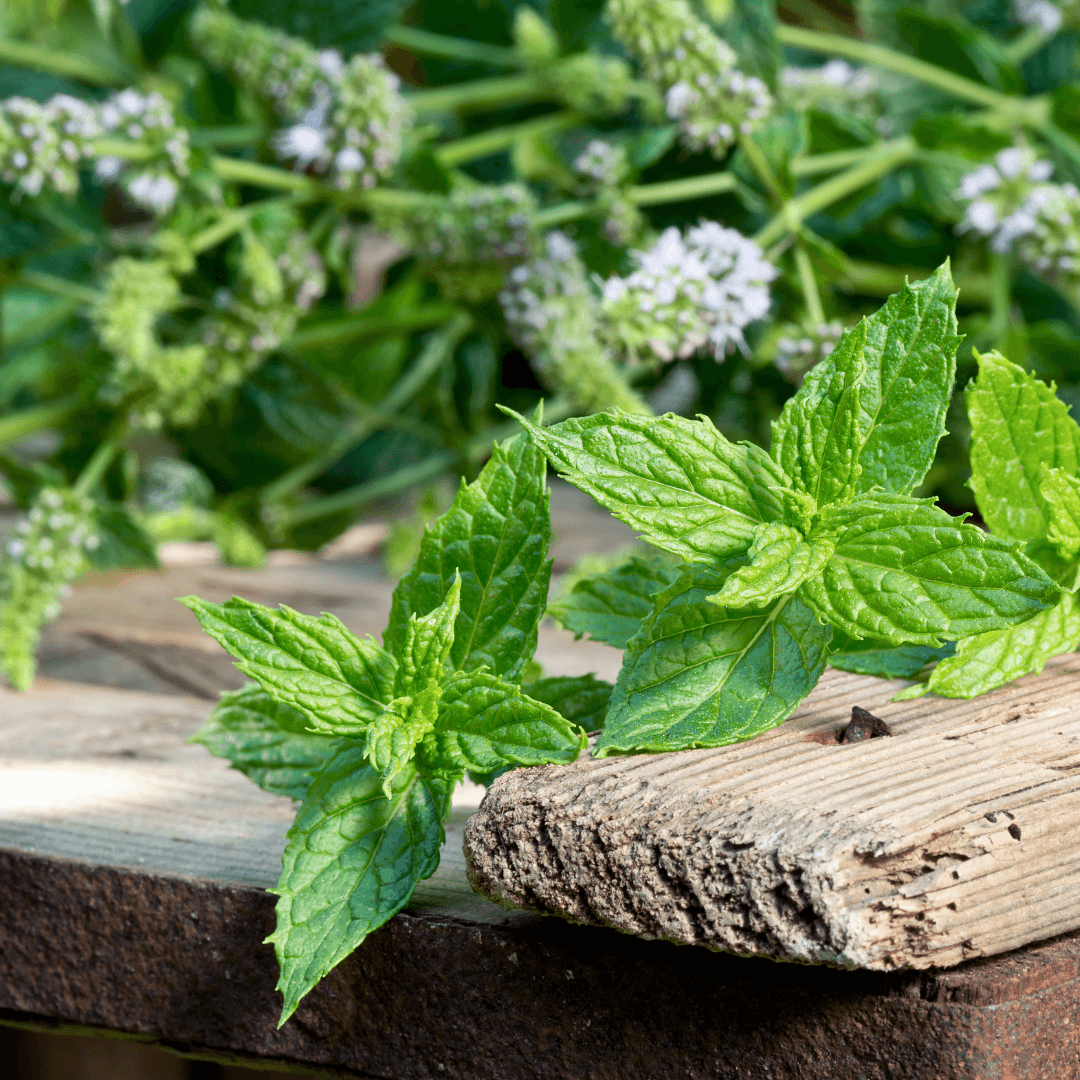 Organic Peppermint Plants – 8 Rooted Herb Starts, Live Mint for Tea, Cooking & Garden, Mentha piperita