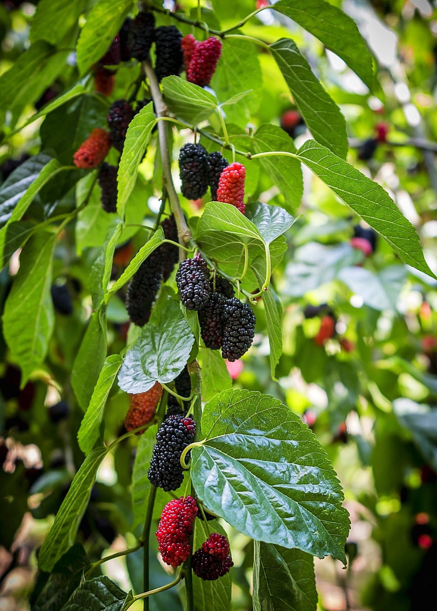 Everbearing Mulberry Tree Morus nigra Fruit-Bearing Small Tree for Berries, Edible Landscape