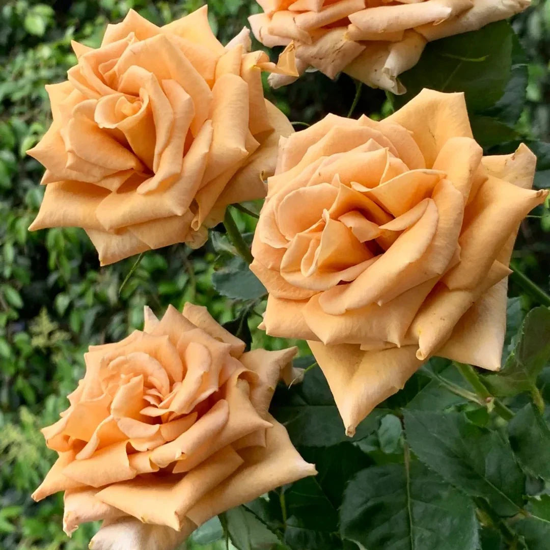 Super Rare Toffee Ecuadorian Rose Cuttings – Unrooted Rosa ‘Toffee’ Brown Caramel Rose for Grafting & Propagation