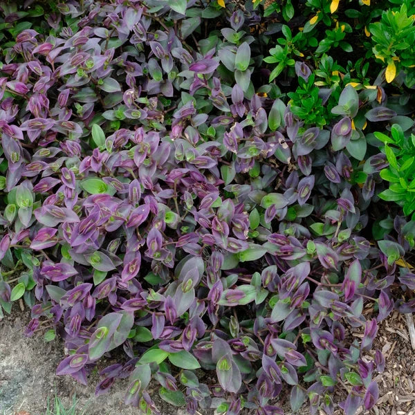 Tradescantia Pale Puma Unrooted Fuzzy Plant Cuttings – Variegated Houseplant, Easy to Root Indoor Starter