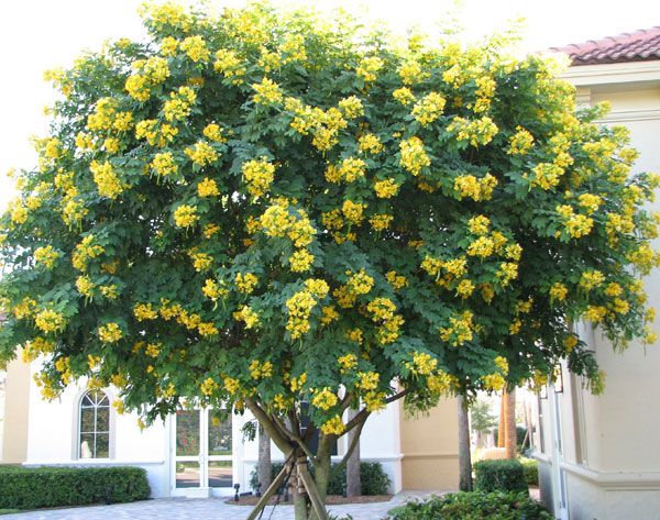 7 Crape Myrtle Cuttings Lagerstroemia indica ‘Milk’ Unrooted Flowering Shrub Starter Stems for Landscaping, Small Trees & Gardens