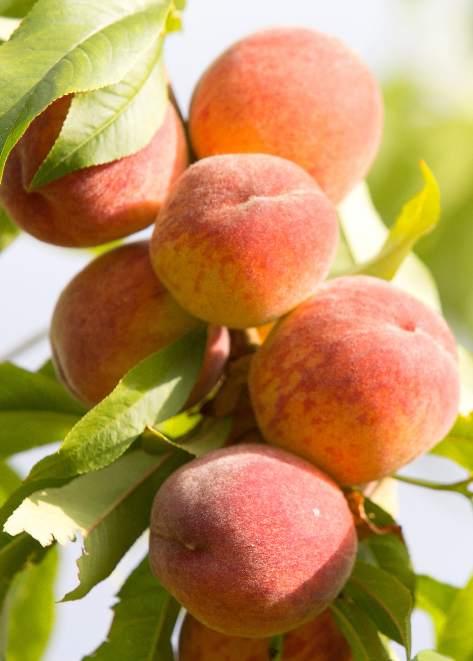 Peach Tree Tropic Beauty Grafted Low-Chill Fruit Tree for Warm Climates (Zones 8-10)