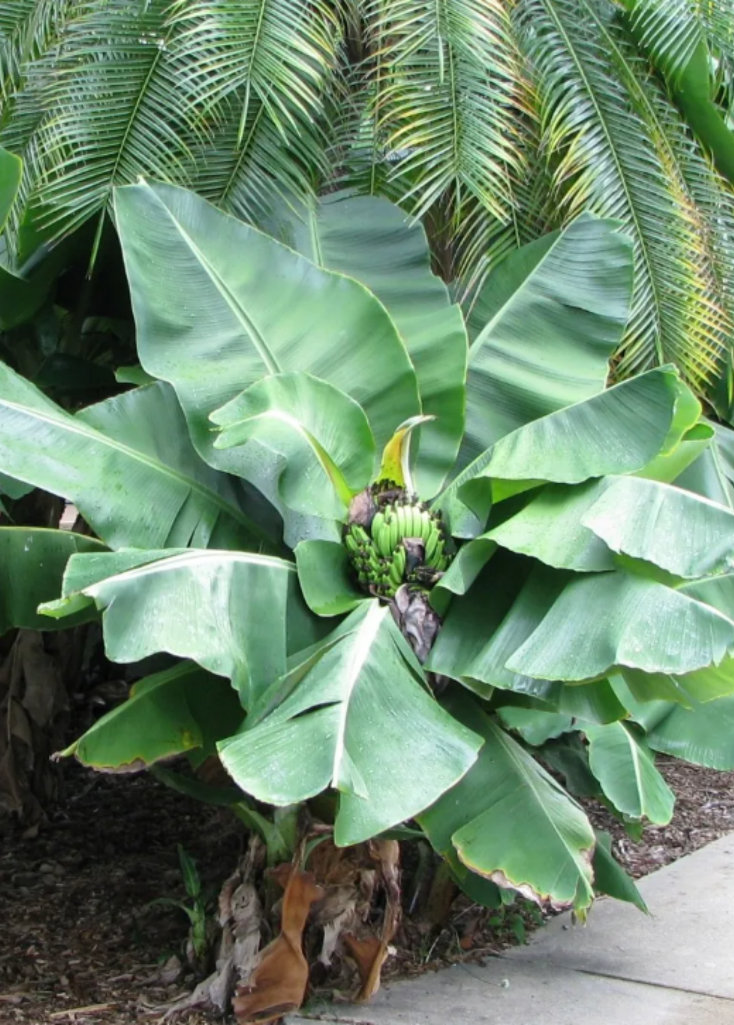 Miniature Banana Plant - Musa minimus Dwarf Tropical Indoor Garden Plant