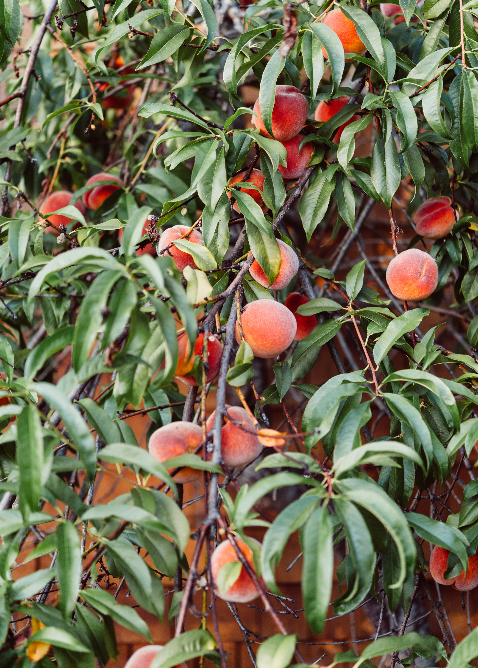 Peach Tree UF Sun Grafted Early Harvest Warm Climate Fruit Tree Prunus persica
