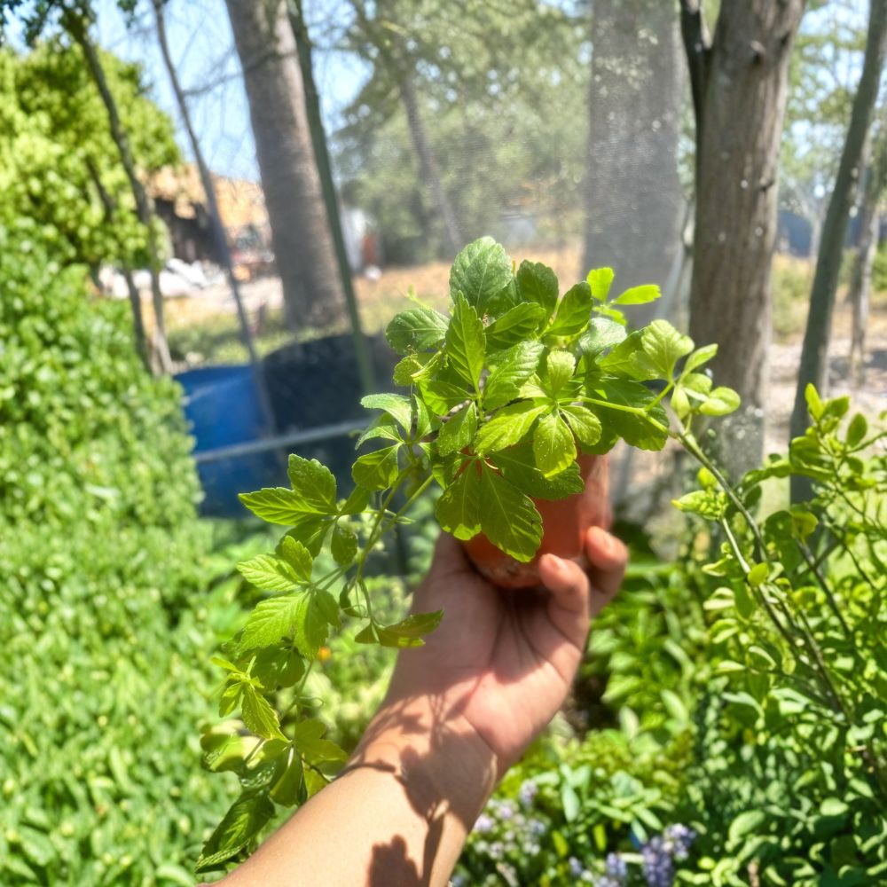 Organic Jiaogulan Live Plants Set of 3 - Gynostemma pentaphyllum - Immortality Herb, Perennial Vining Plant