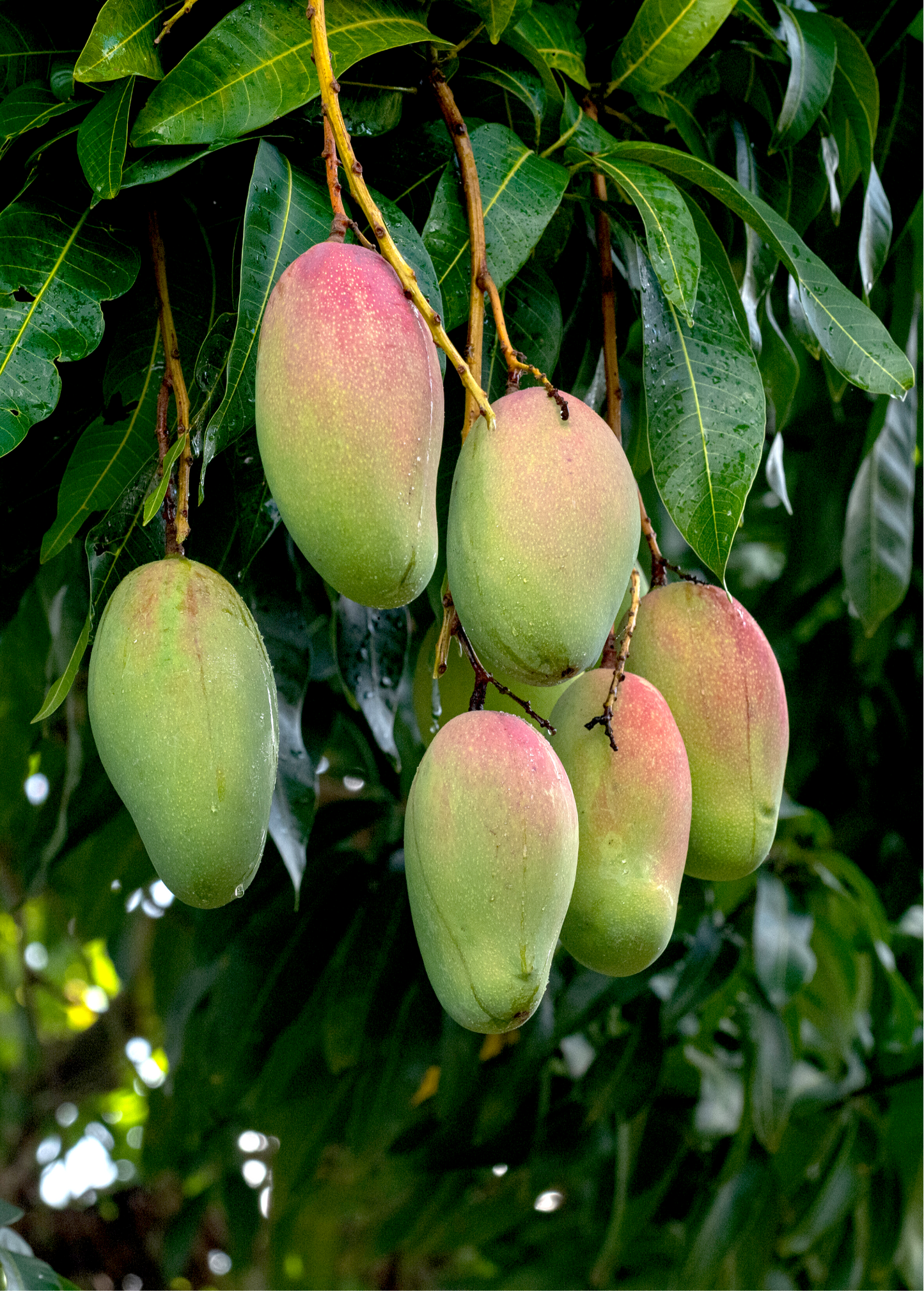 Valencia Pride Mango Tree - Fiberless, Juicy, Tropical Fruit - Mangifera indica