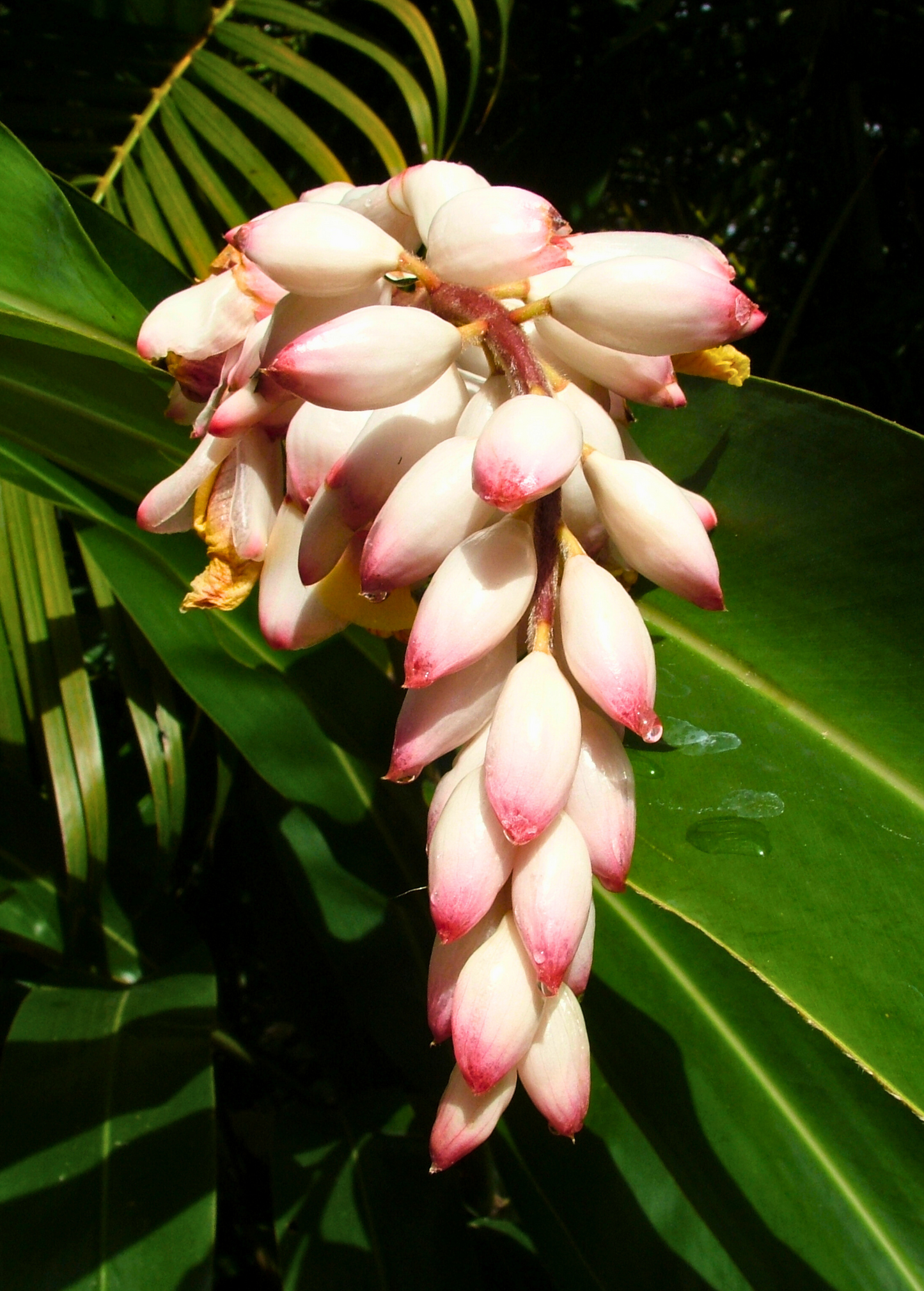 Variegated Shell Ginger Plant - Alpinia zerumbet Tropical Foliage with Fragrant Flowers