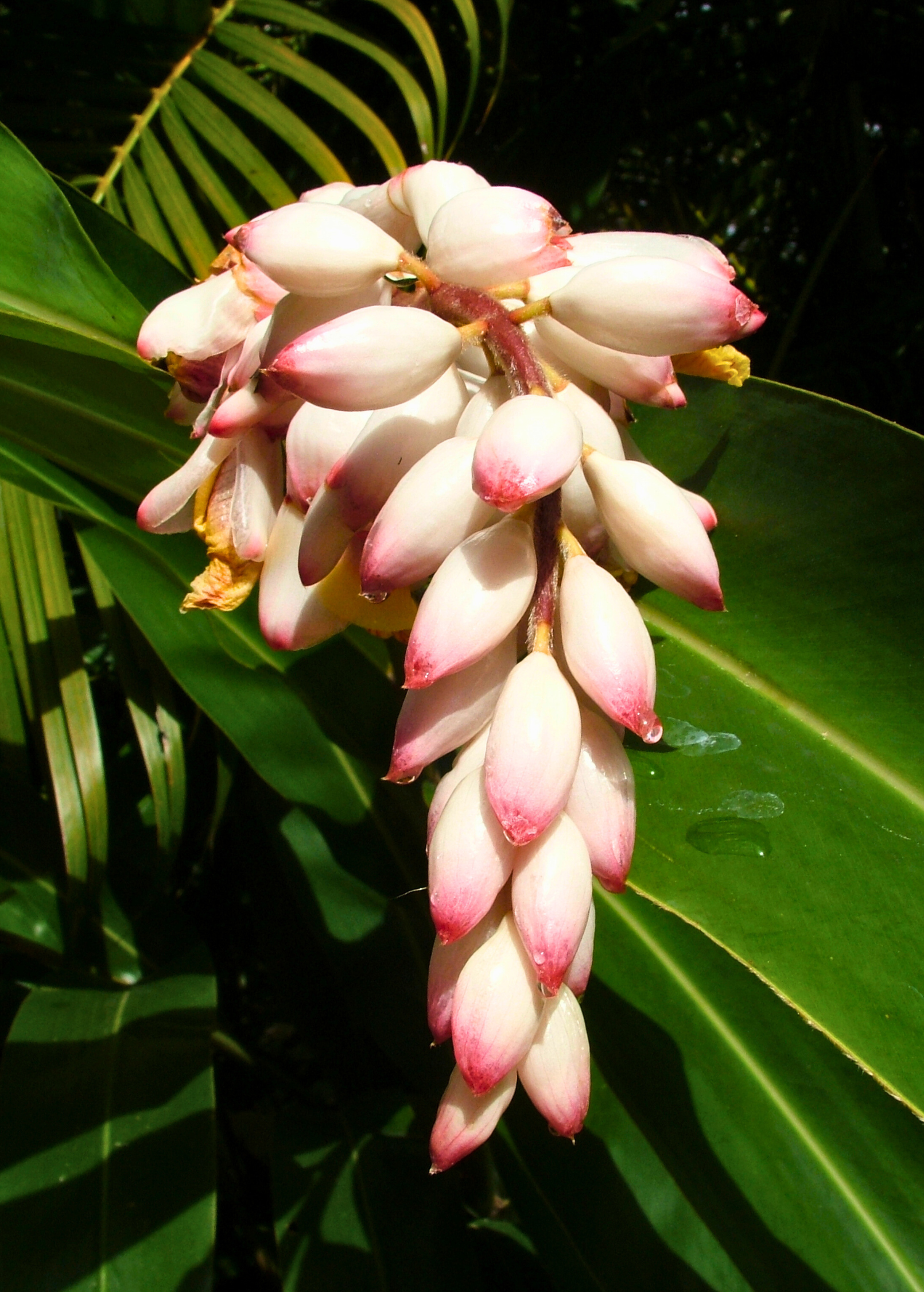 Variegated Shell Ginger Plant - Alpinia zerumbet Tropical Foliage with Fragrant Flowers