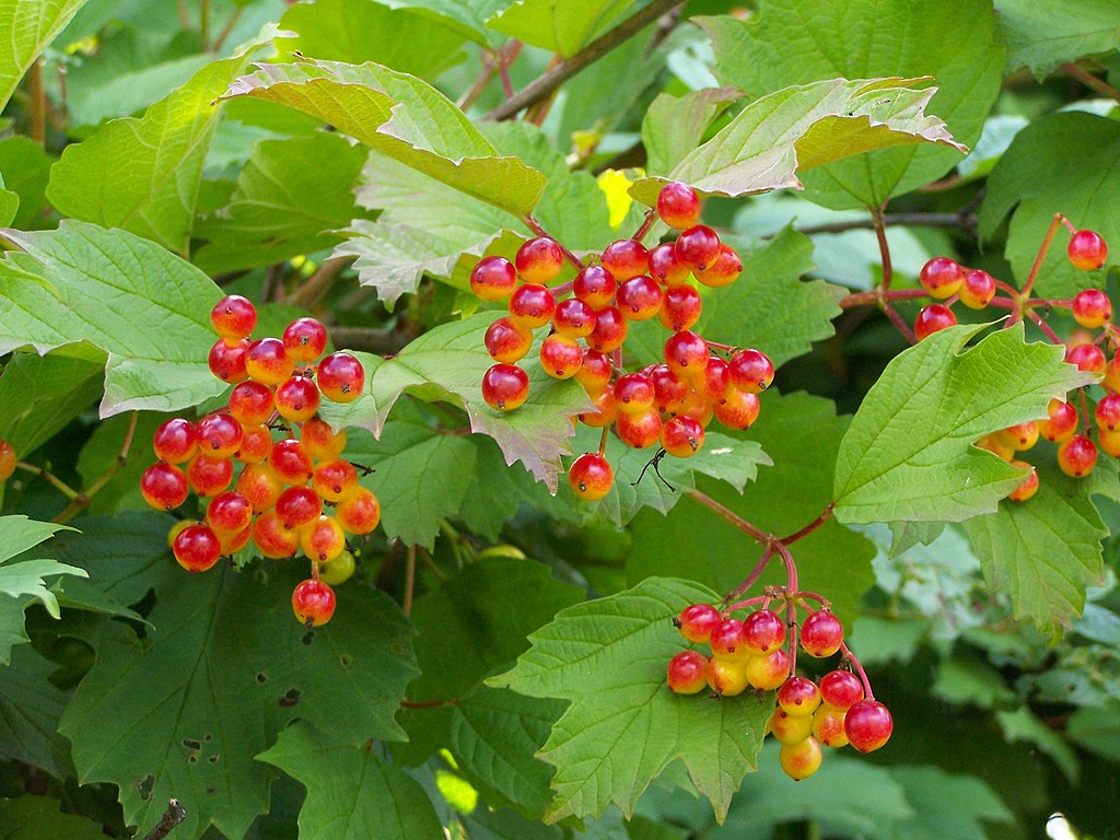 Viburnum opulus Cutting Pack – Eastern Snowball, Chervona Kalyna Flowering Shrub for Propagation, Unrooted Stems for Garden and Landscaping