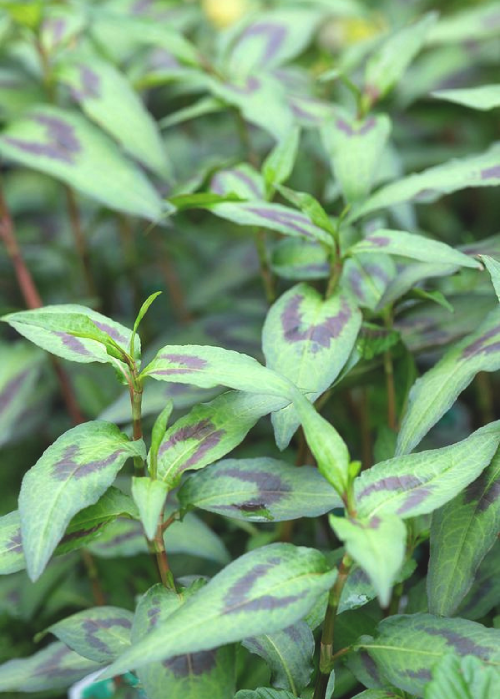 Vietnamese Coriander Herb - Fresh, Aromatic, Southeast Asian Cuisine, Persicaria odorata