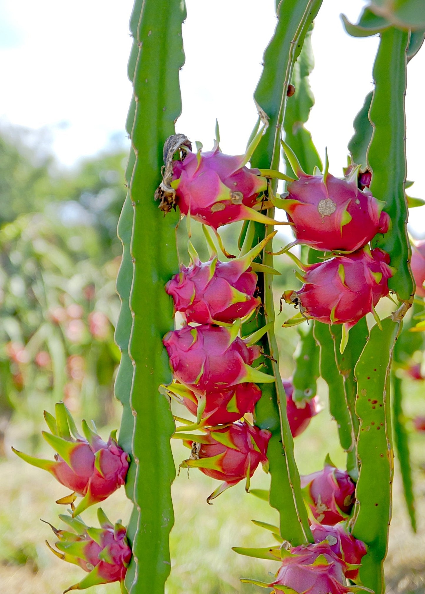 White Vietnamese Jaina Dragon Fruit Plant, Hylocereus undatus, Fruit-bearing Cactus Vine, Edible White Flesh, Drought Tolerant