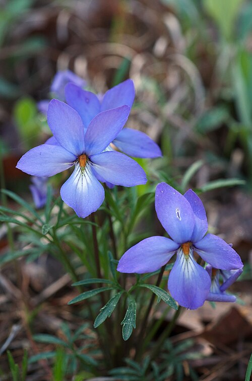 10 Bird’s-Foot Violet Plants (Viola pedata) | Native Prairie & Woodland Perennial Wildflower