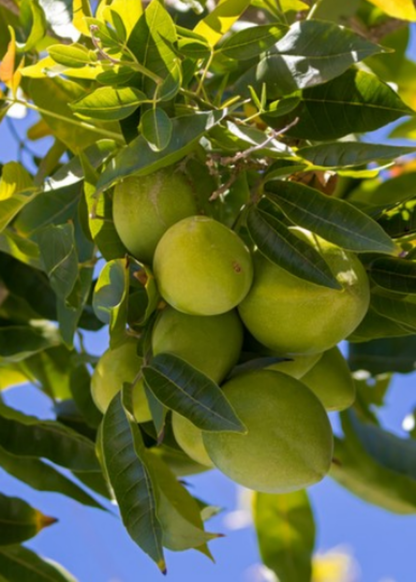 White Sapote Seedling Tropical Fruit Tree Casimiroa edulis for Dessert and Horticulture
