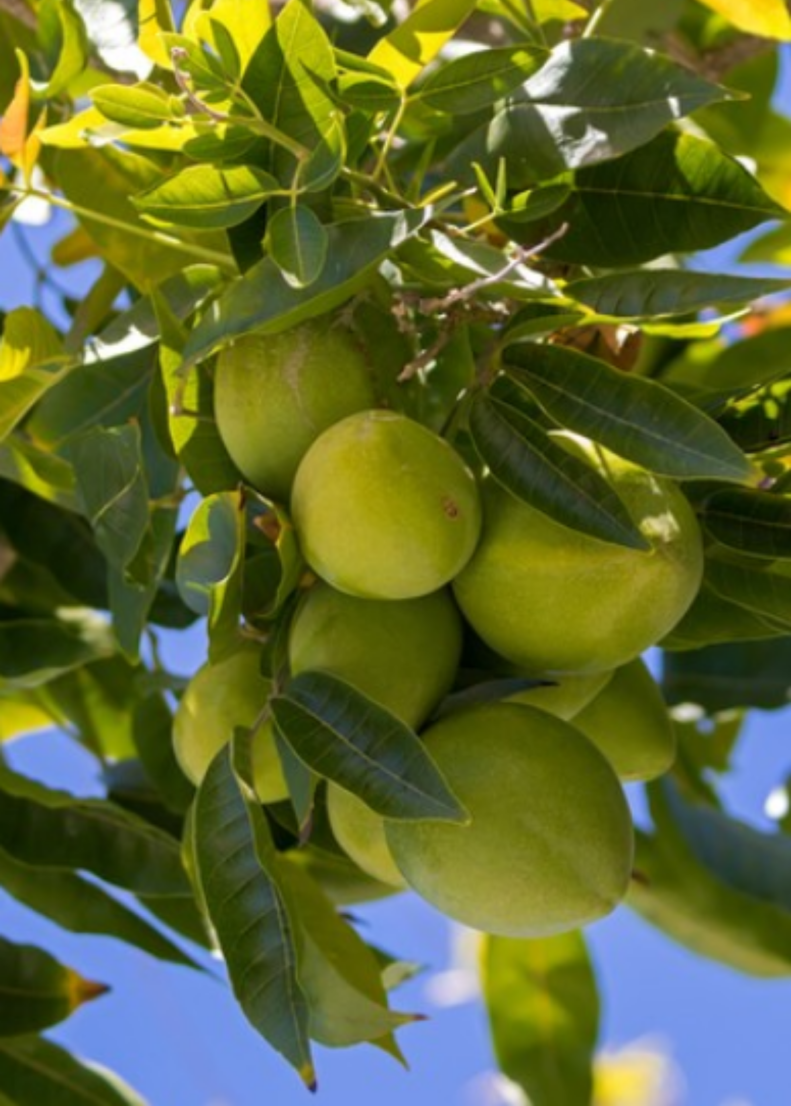 White Sapote Seedling Tropical Fruit Tree Casimiroa edulis for Dessert and Horticulture