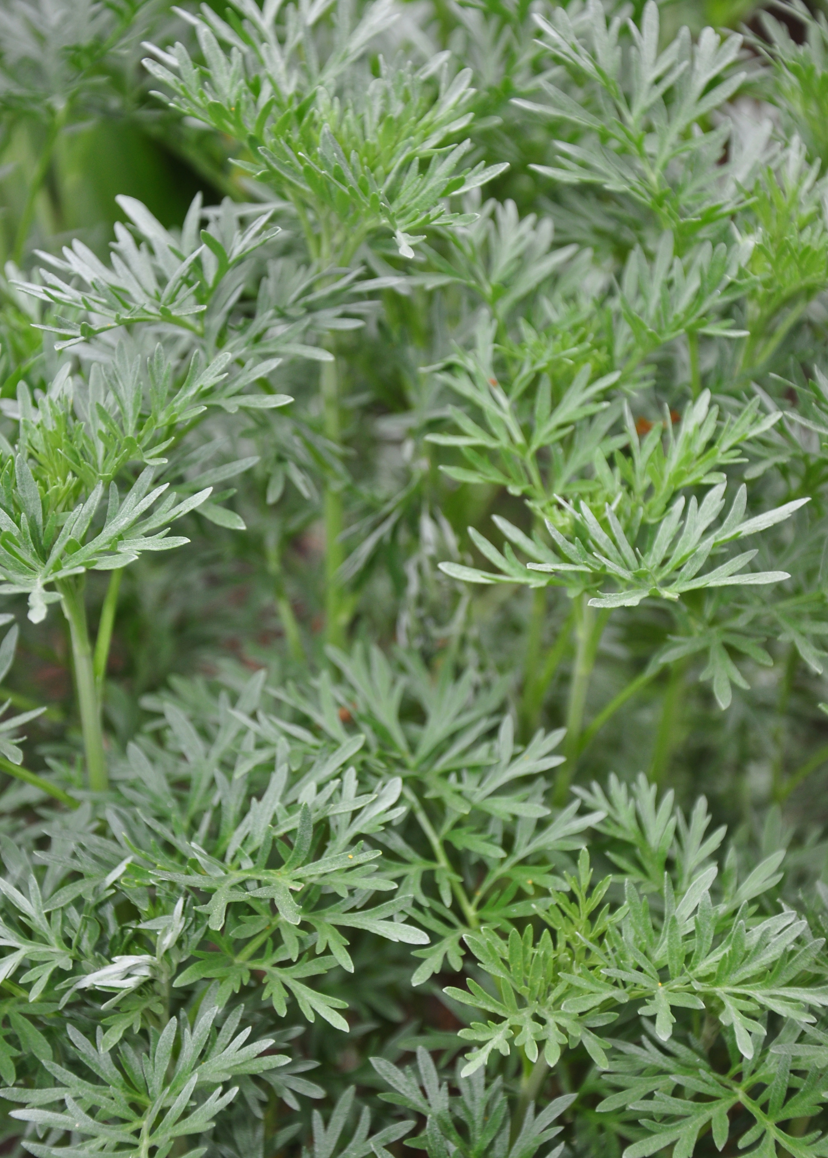 Wormwood Herb Plant, Aromatic Perennial, Artemisia absinthium, Medicinal & Ornamental, Drought Tolerant, Full Sun