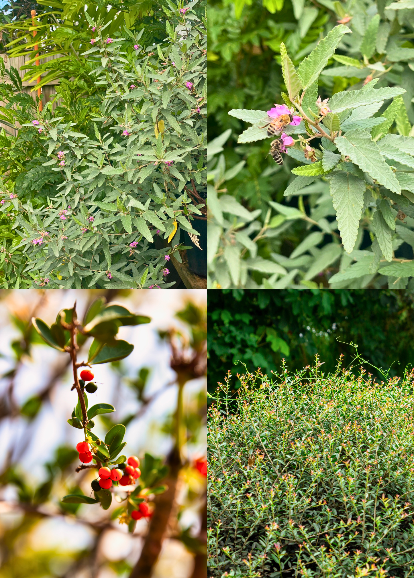 Florida Native Tea Duo – Yaupon Holly & Florida Native Tea Bush in 3-Gallon Pots, Edible & Pollinator-Friendly Native Plants