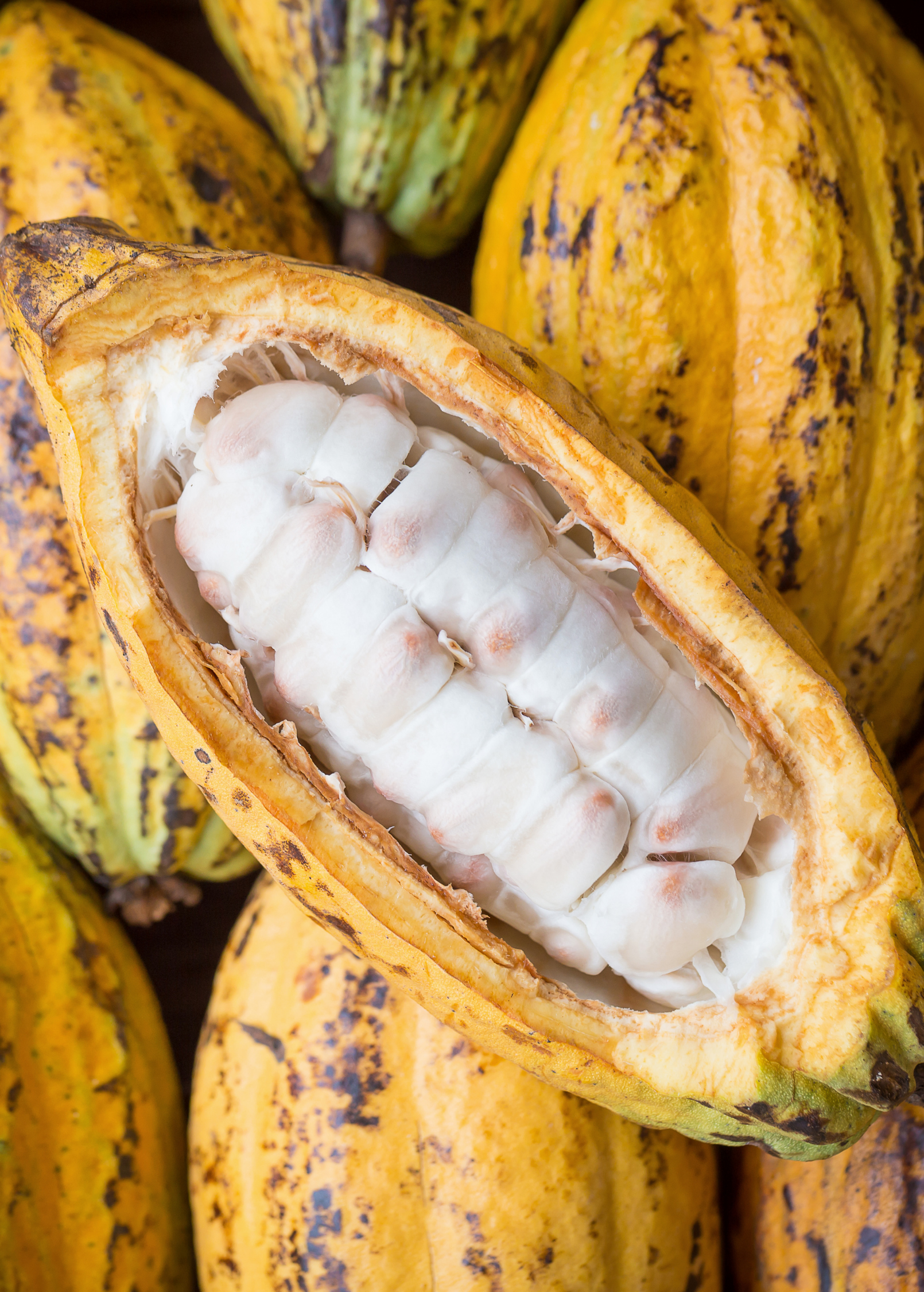 Yellow Cacao Tree Seedling – Edible Fruit, Ornamental, Theobroma cacao