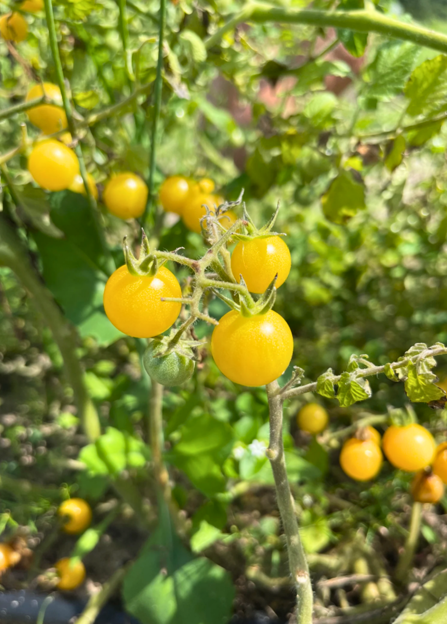 Everglades Yellow Tomato Seedlings - Solanum pimpinellifolium, Wild Florida Cherry Fruit, Heat-Tolerant, Self-Seeding, Edible Plant