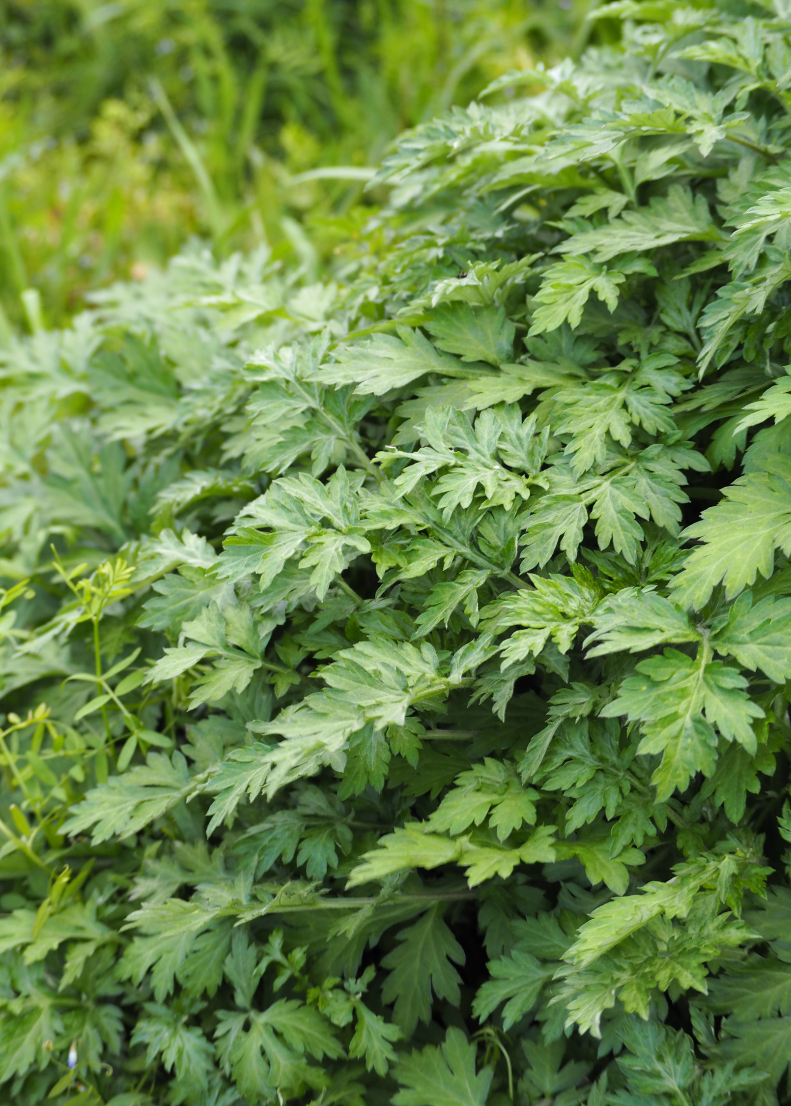 Yomogi Herb Plant – Perennial Artemisia princeps for Culinary, Medicinal & Aromatic Uses