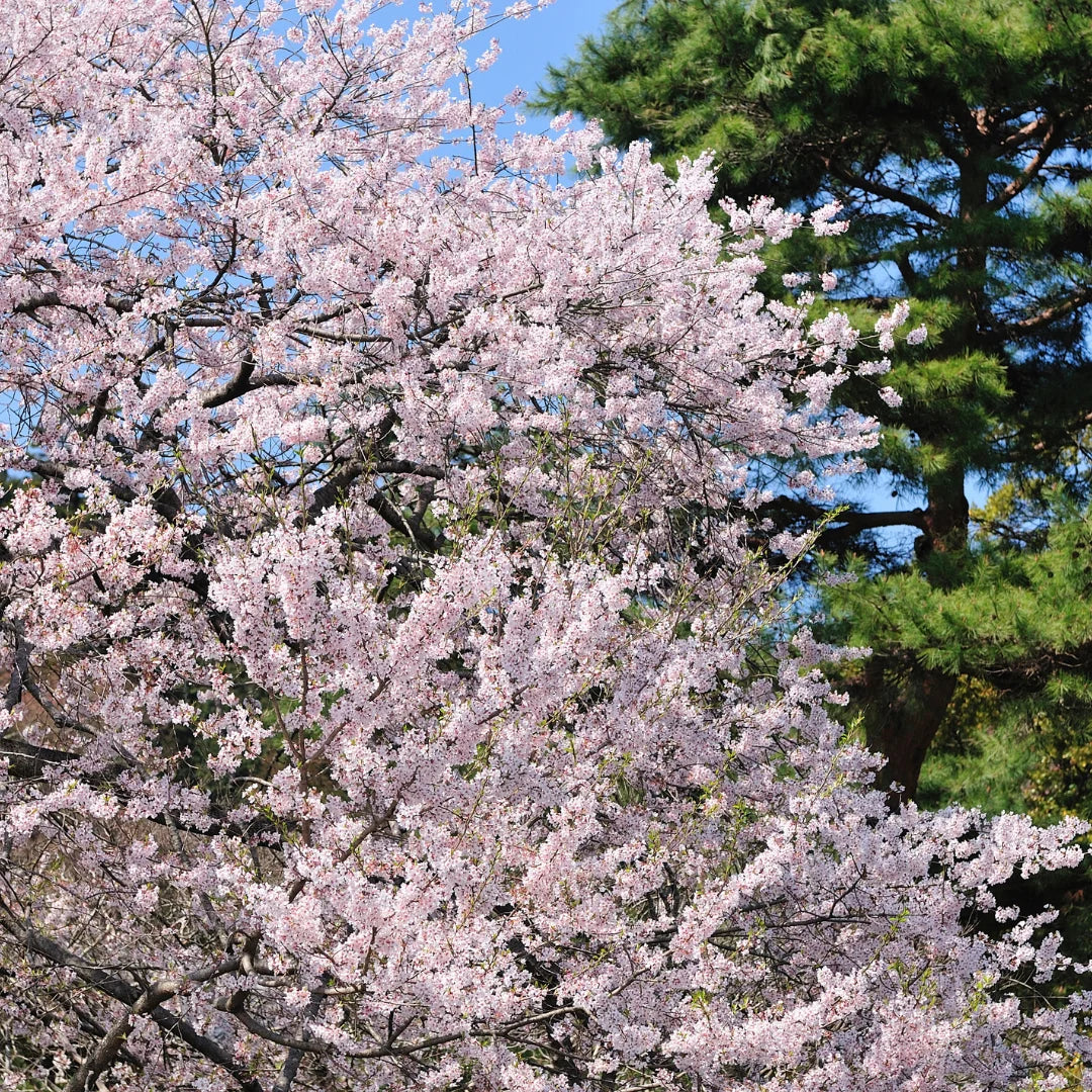 Yoshino Cherry Tree 2ft Bare Root – Fast Growing Ornamental with Pink-White Blossoms, USDA Zones 5-8