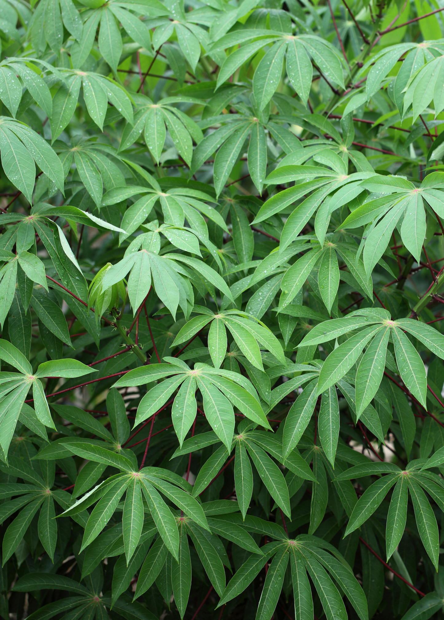 Yuca Root Cassava Manihot esculenta Edible Tubers for Cooking and Planting