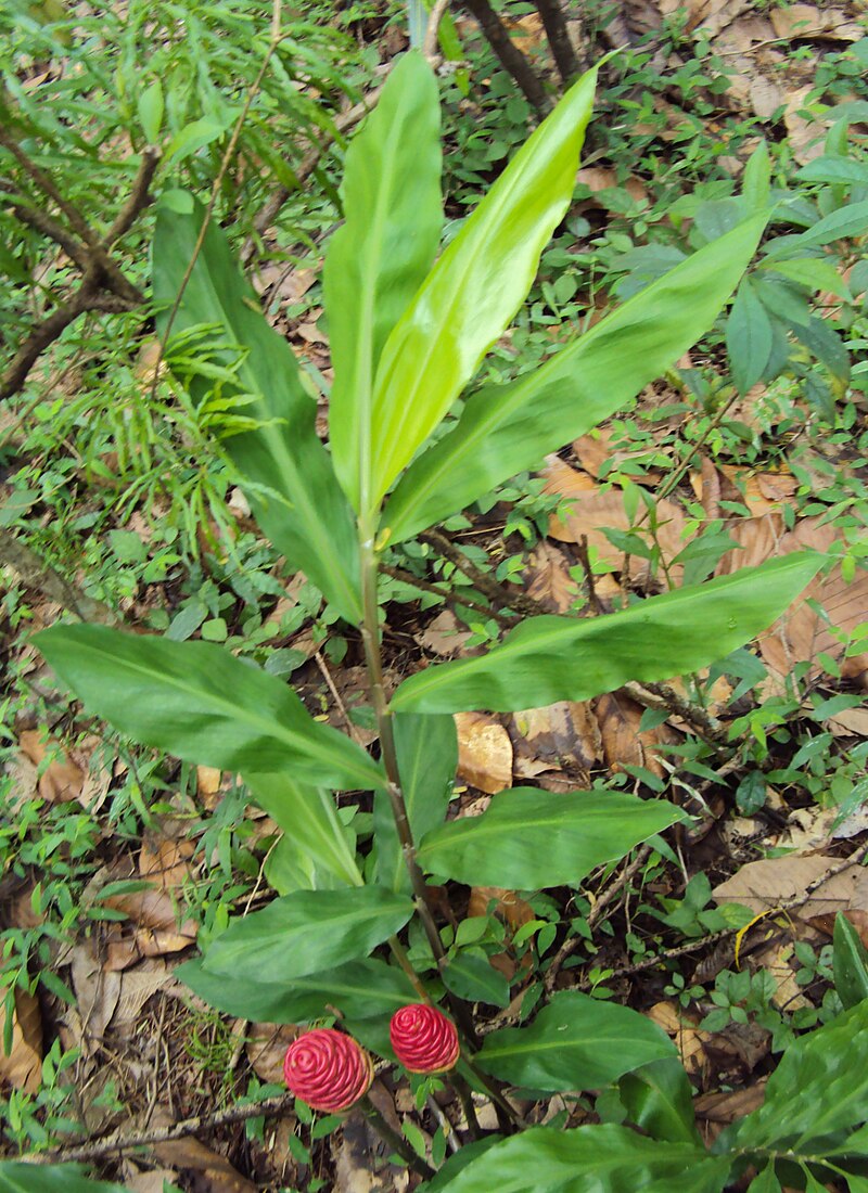 Ginger Shampoo Plant 6–8” Bareroot | Zingiber zerumbet | Tropical Medicinal & Edible Ornamental Ginger