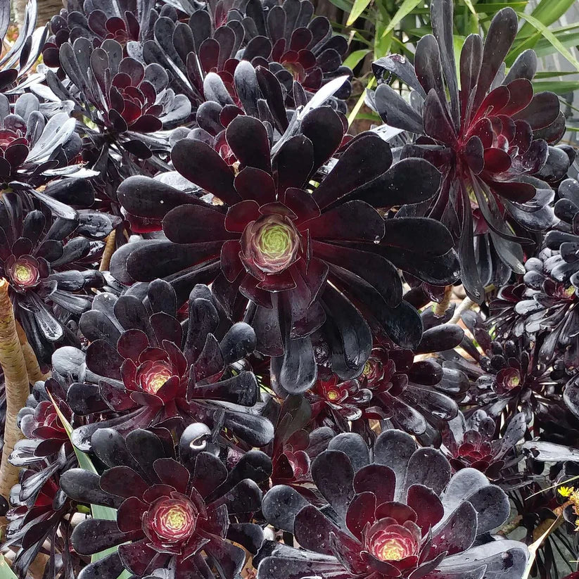Aeonium Arboreum 'Zwartkopf' Cutting – 3-5" Black Rose Succulent, Dark Purple Foliage, Live Unrooted Stem, Rare Succulent Plant