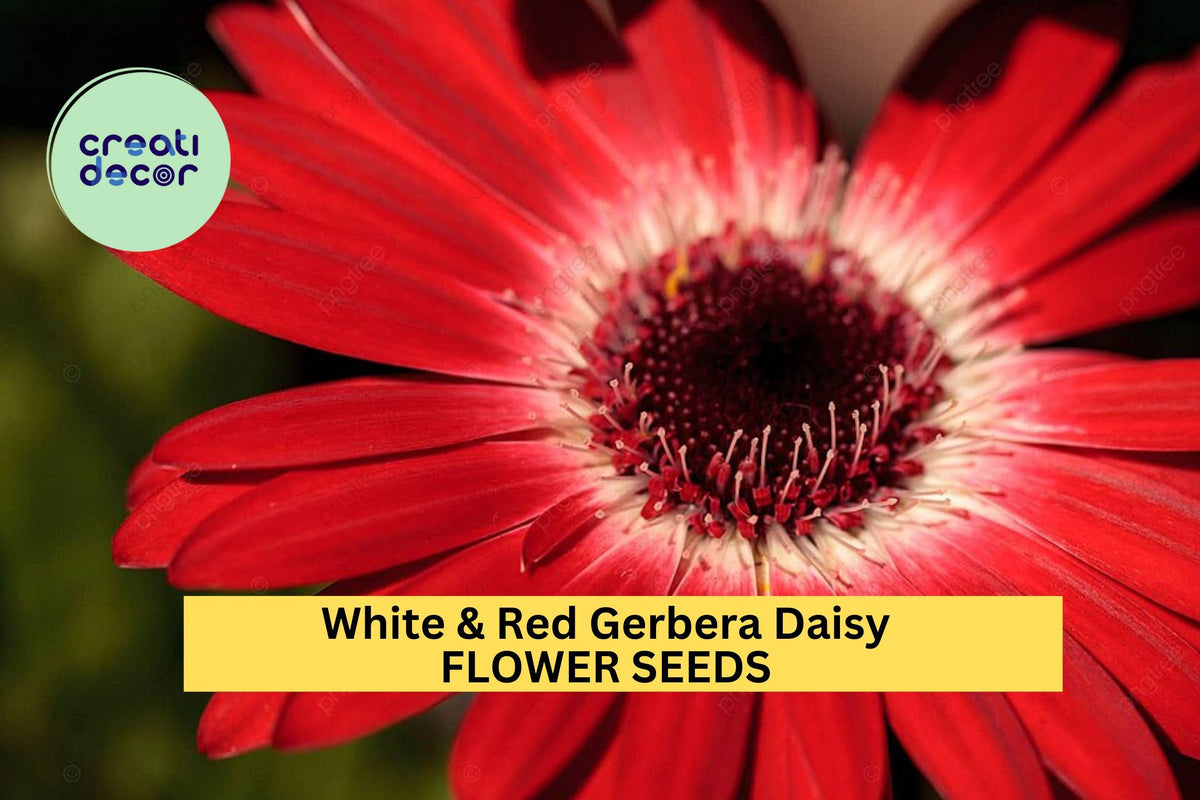 200+ White & Red Gerbera Daisy Seeds – Two-Tone Blooms for Gardens & Bouquets