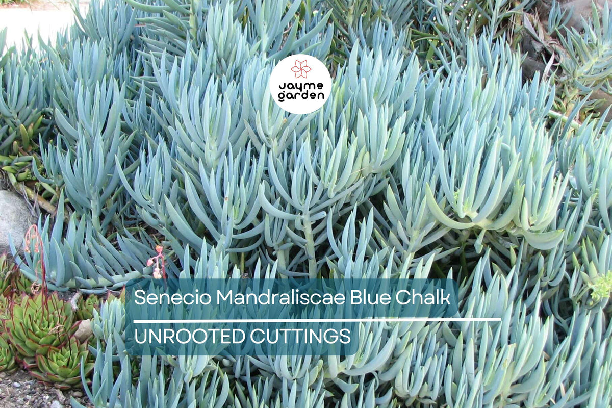 9 Senecio Mandraliscae Cuttings - Blue Chalk Sticks Succulent - 5" Long, Drought Tolerant, Easy to Grow, Perfect for Propagation