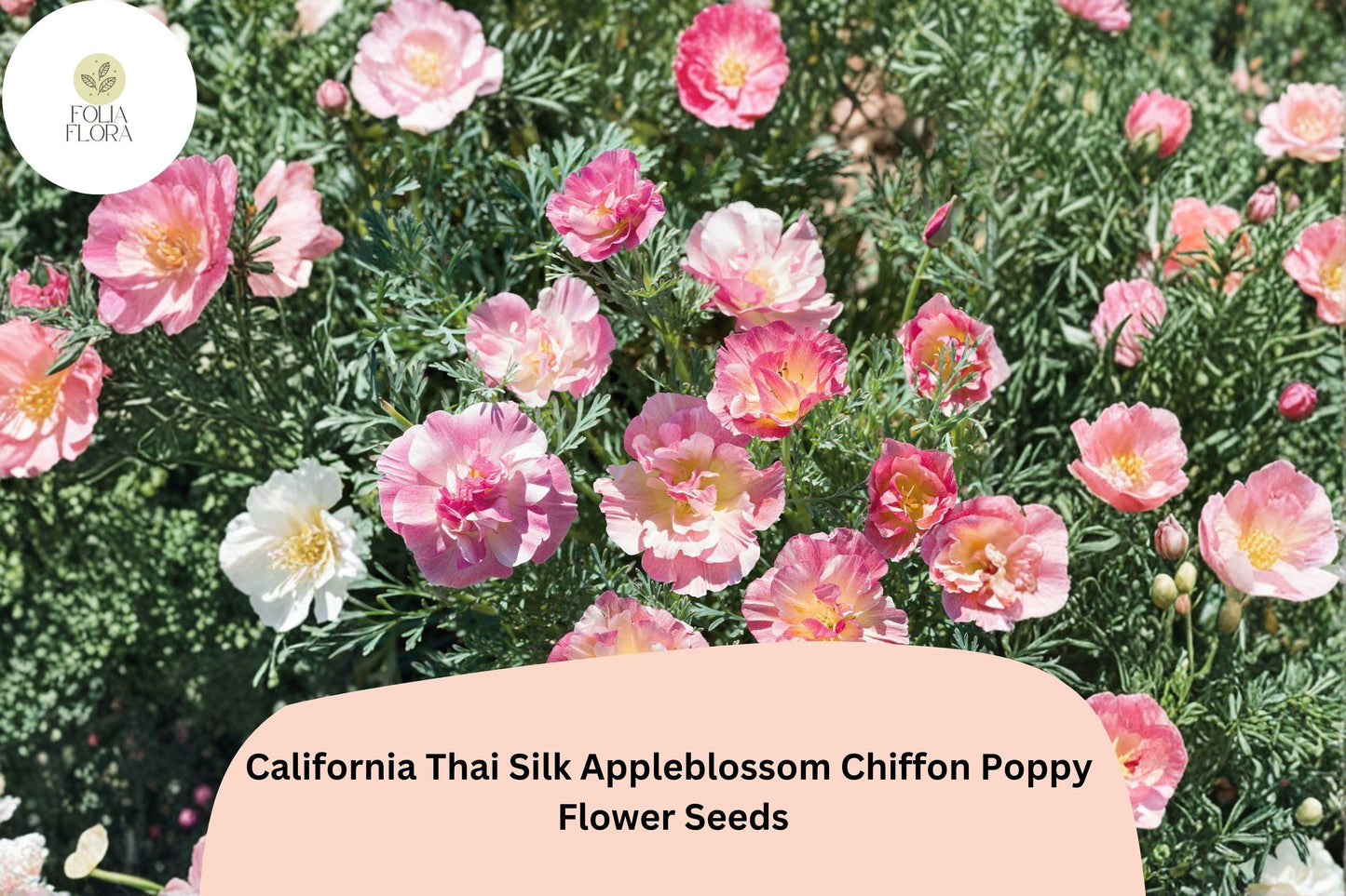 200+ California Thai Silk Appleblossom Chiffon Poppy Seeds - Soft Pink, Peach & Cream Blooms